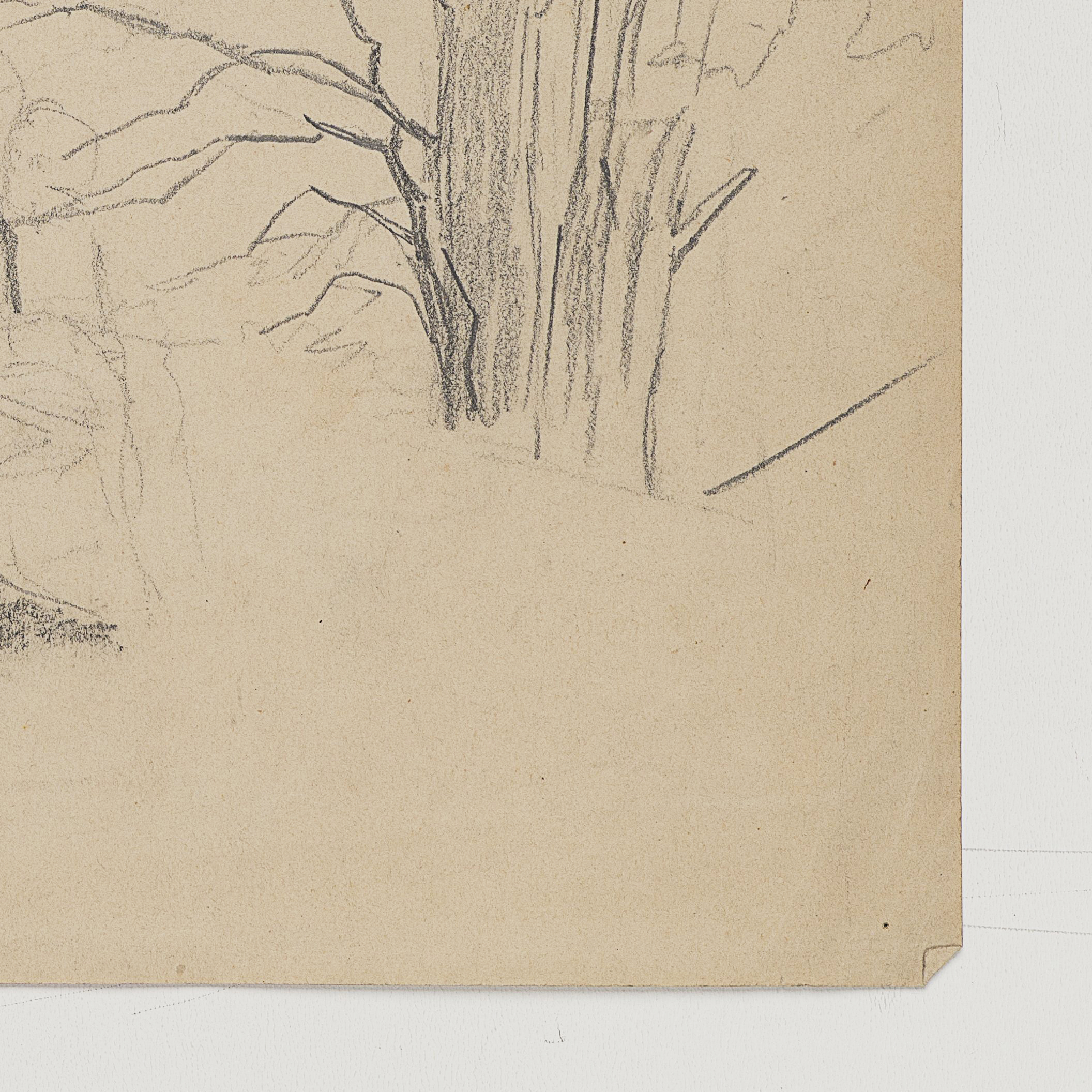 Studie eines breiten Baums