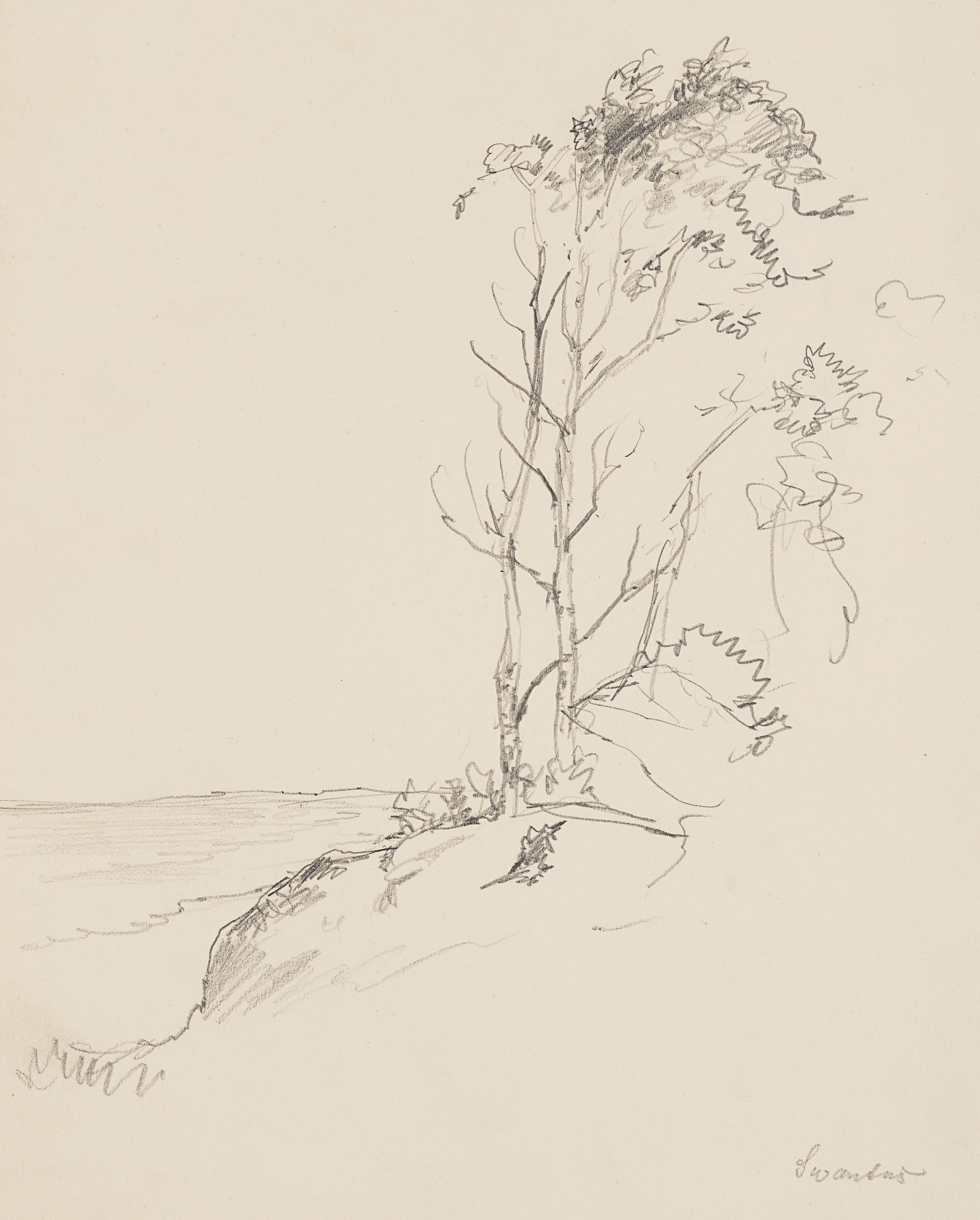 Baumgruppe auf Felsvorsprung. Küstenlandschaft