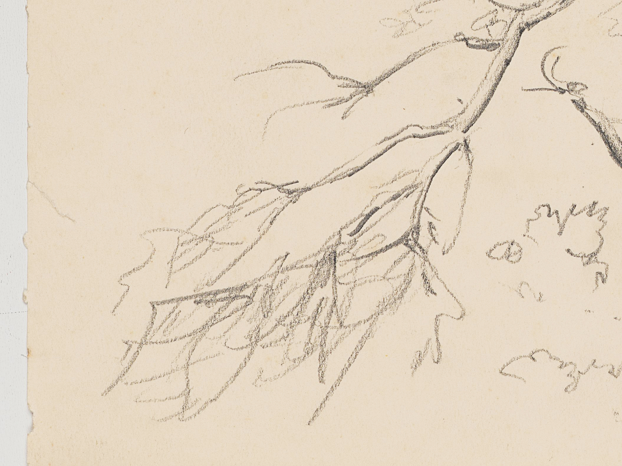 Studie eines Baums mit abgeknickter Krone