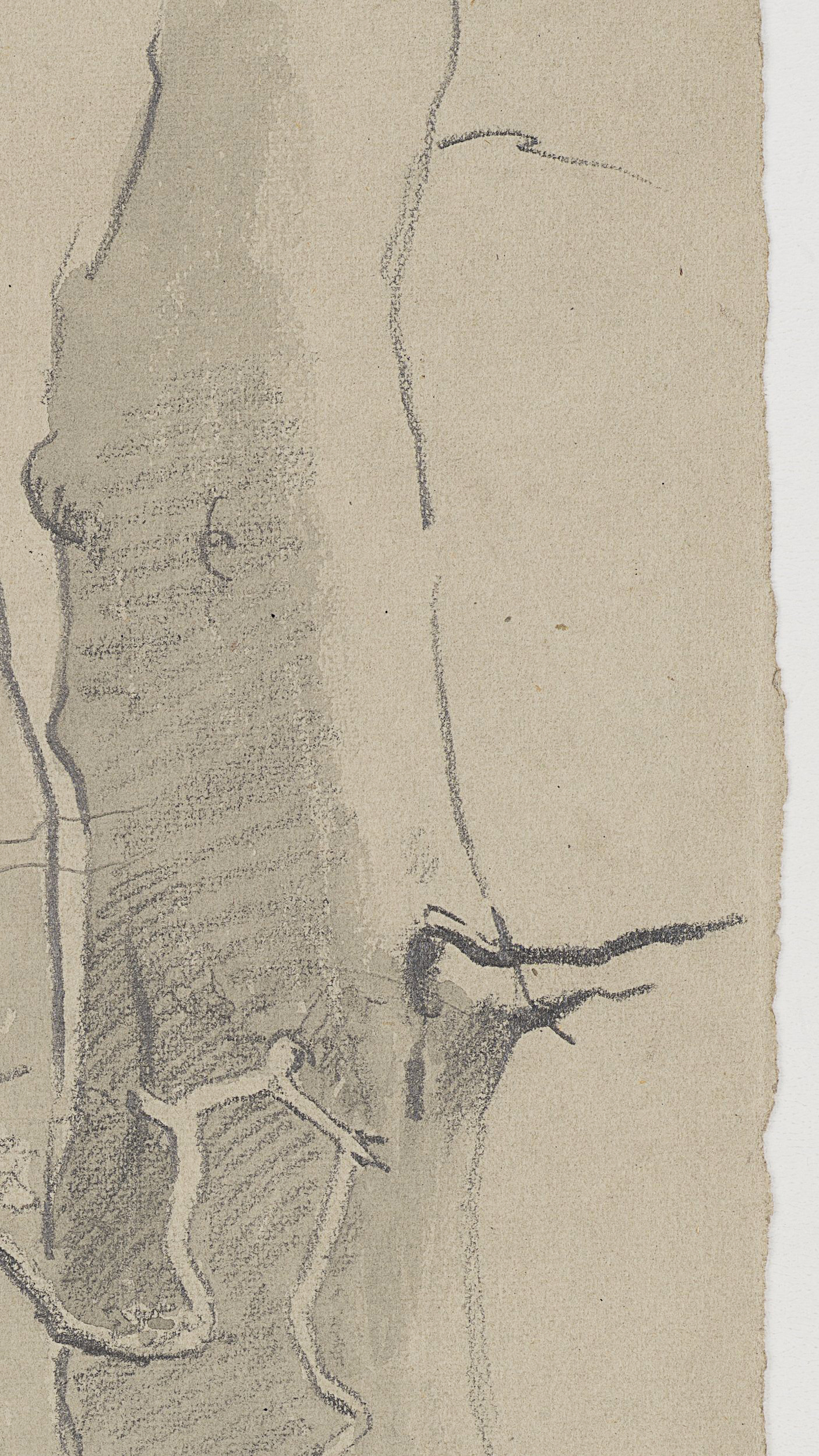 Studie zweier Baumstämme