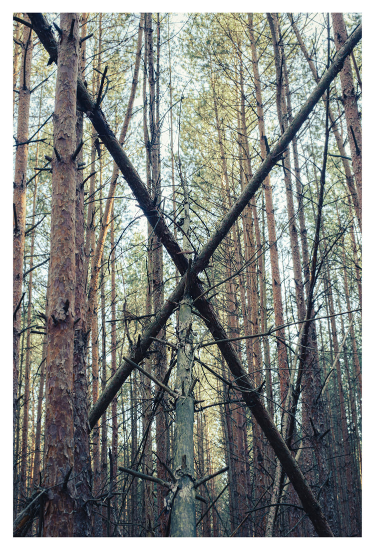 Wald X