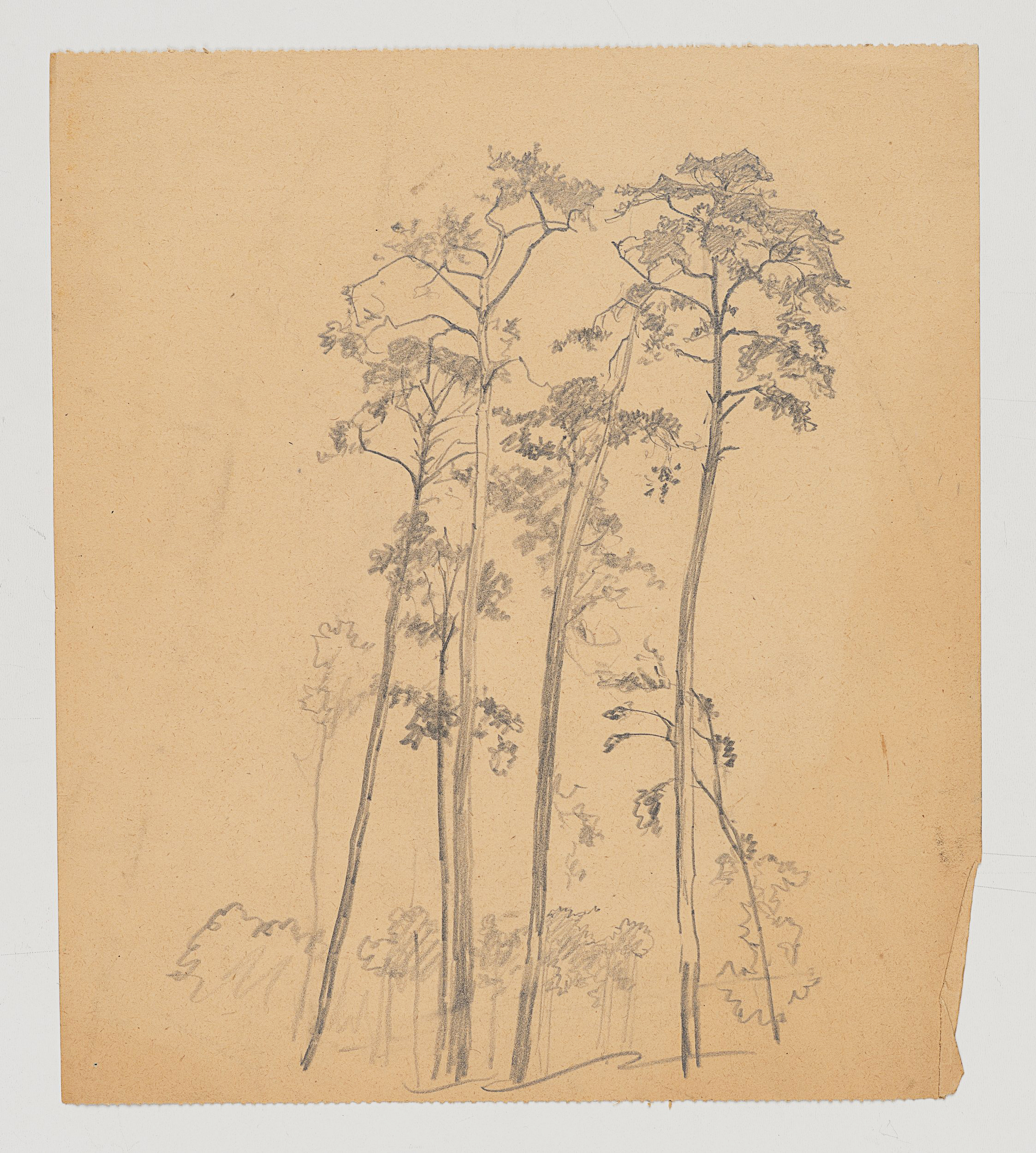 Baumgruppe, Studie