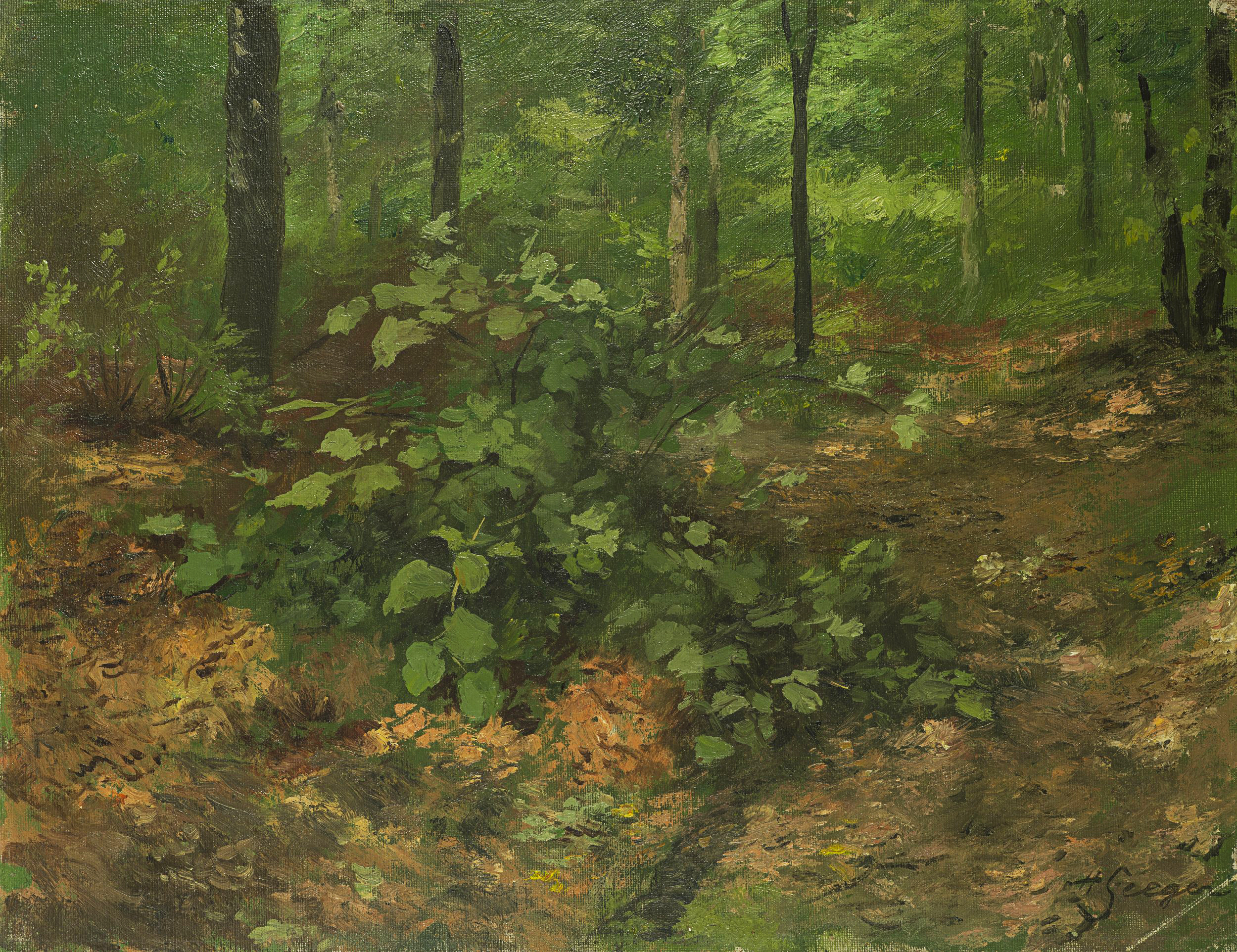 Waldbodenstrauch im Sommerwald