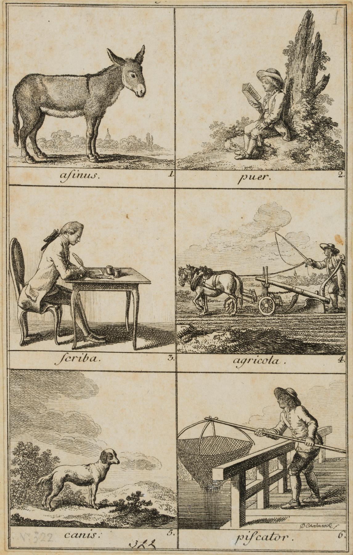 Illustration lateinischer Genera