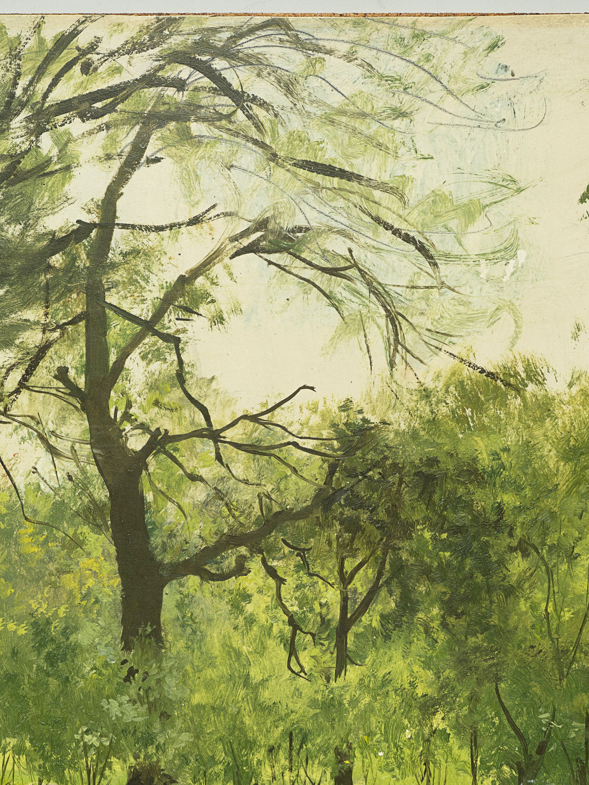 Waldlichtung im Sommer
