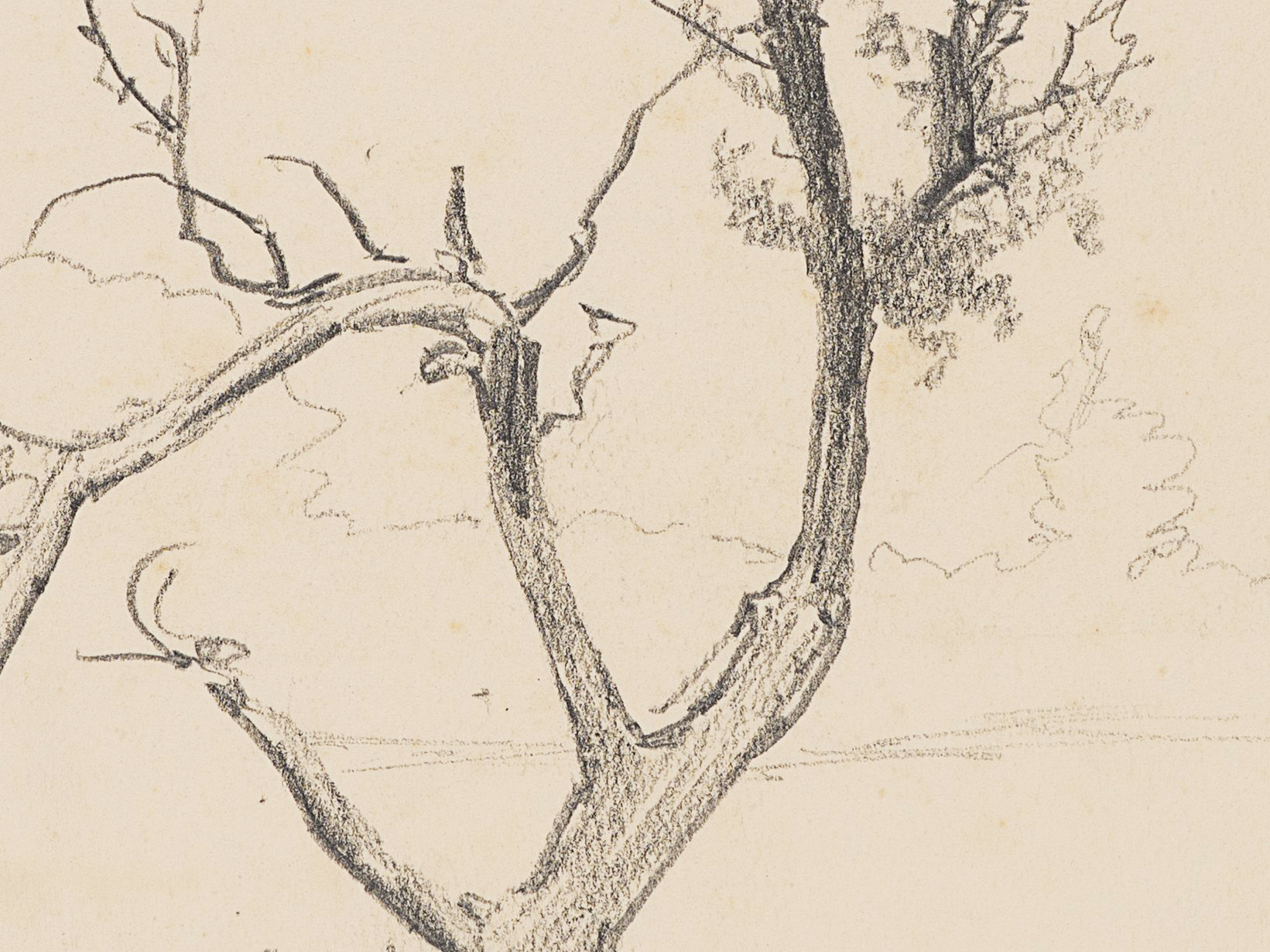 Studie eines Baums mit abgeknickter Krone