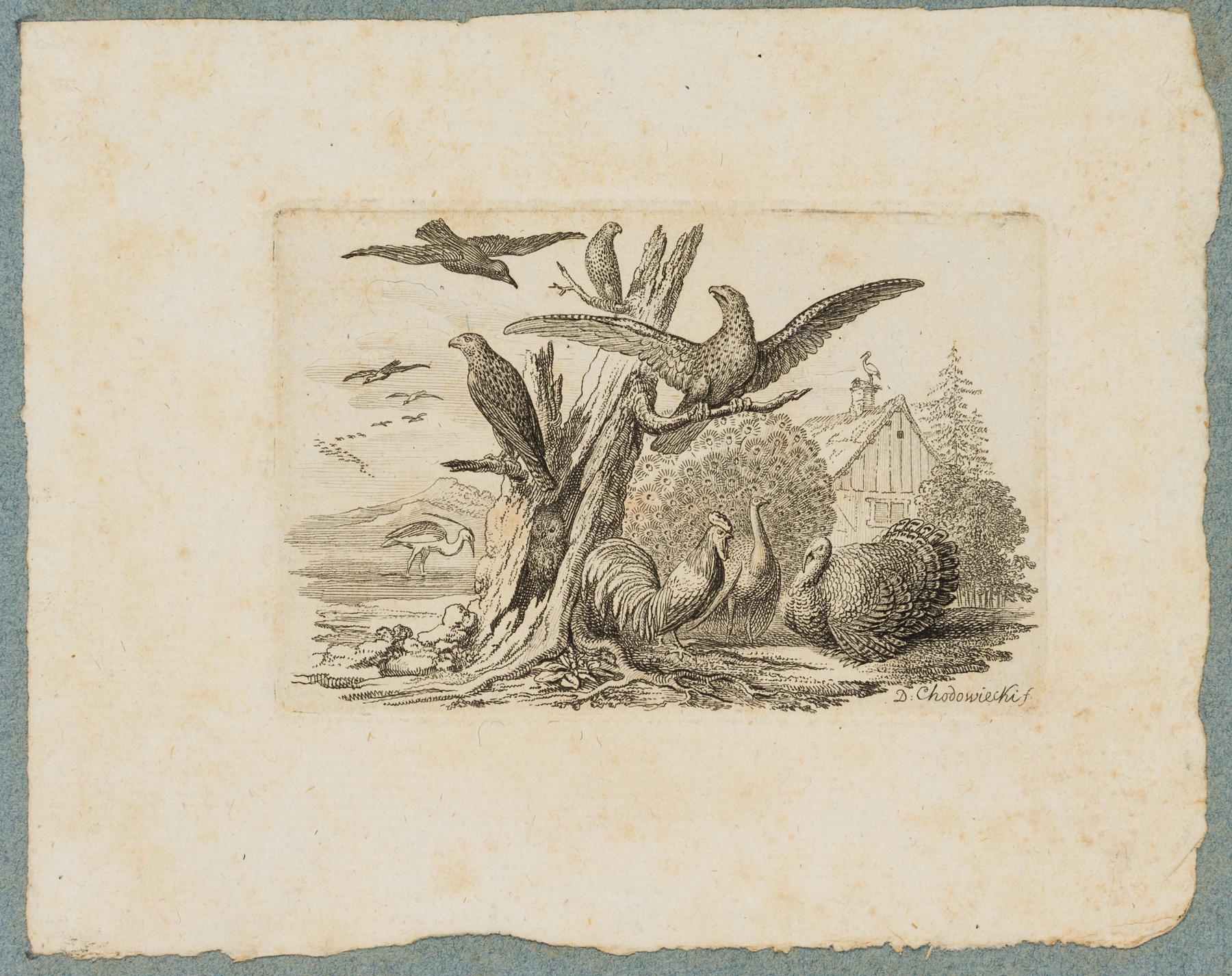Gruppe von Vogelarten