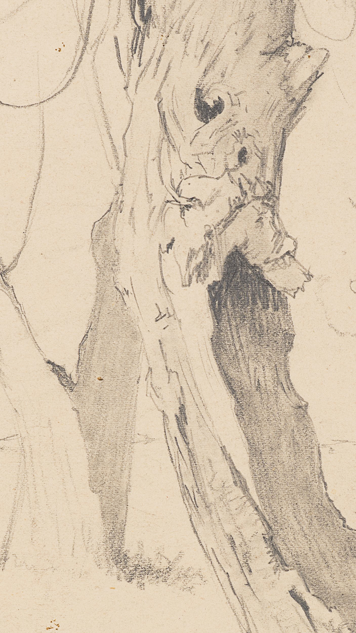 Studie eines alten Baumstammes