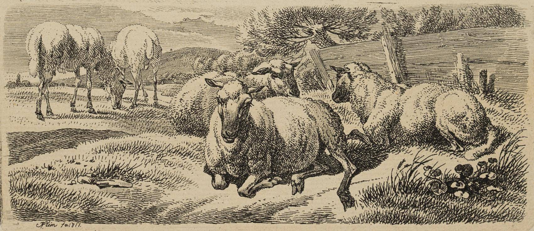 Die fünf Schafe am Plankenzaun