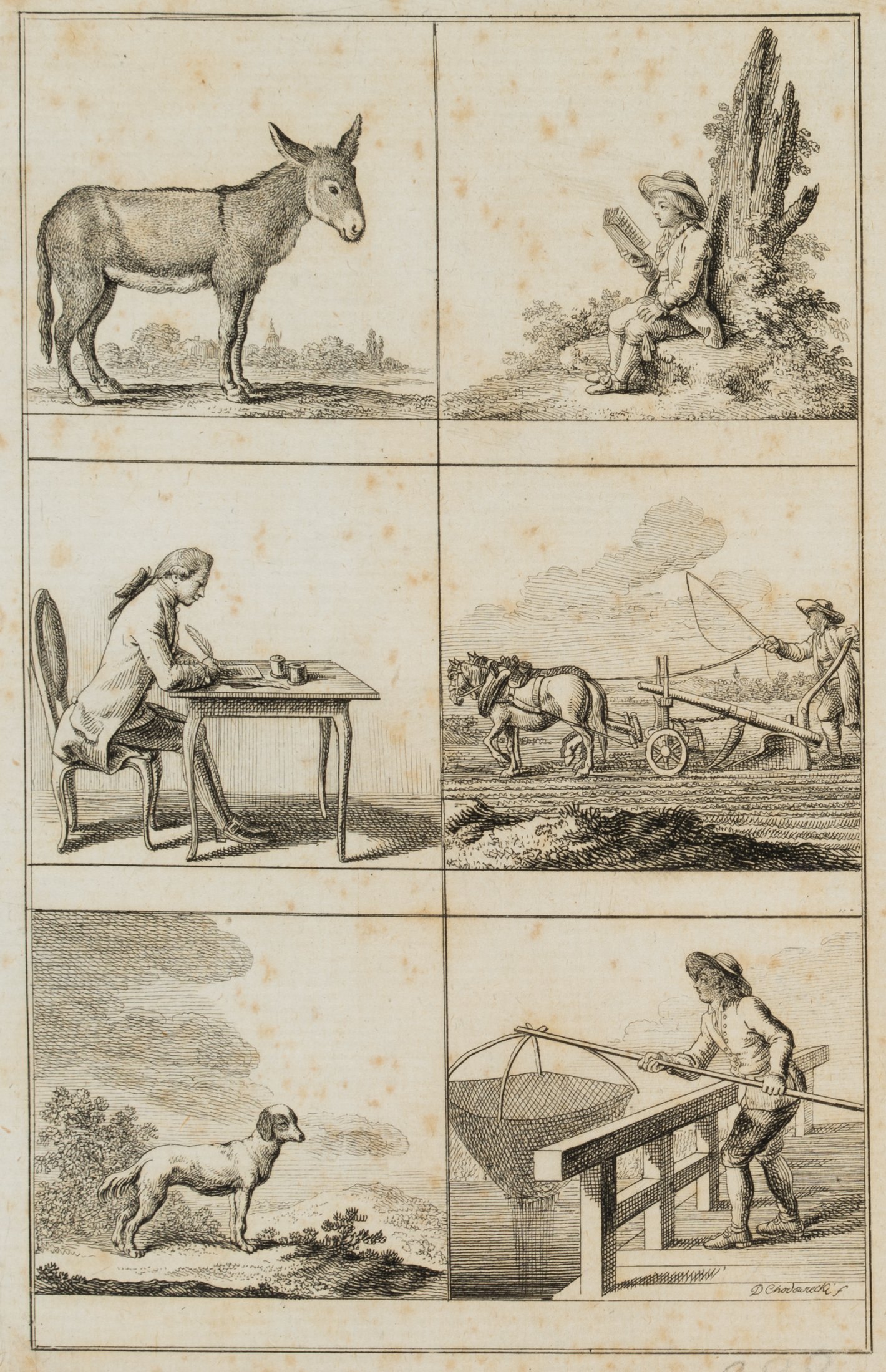 Illustration lateinischer Genera