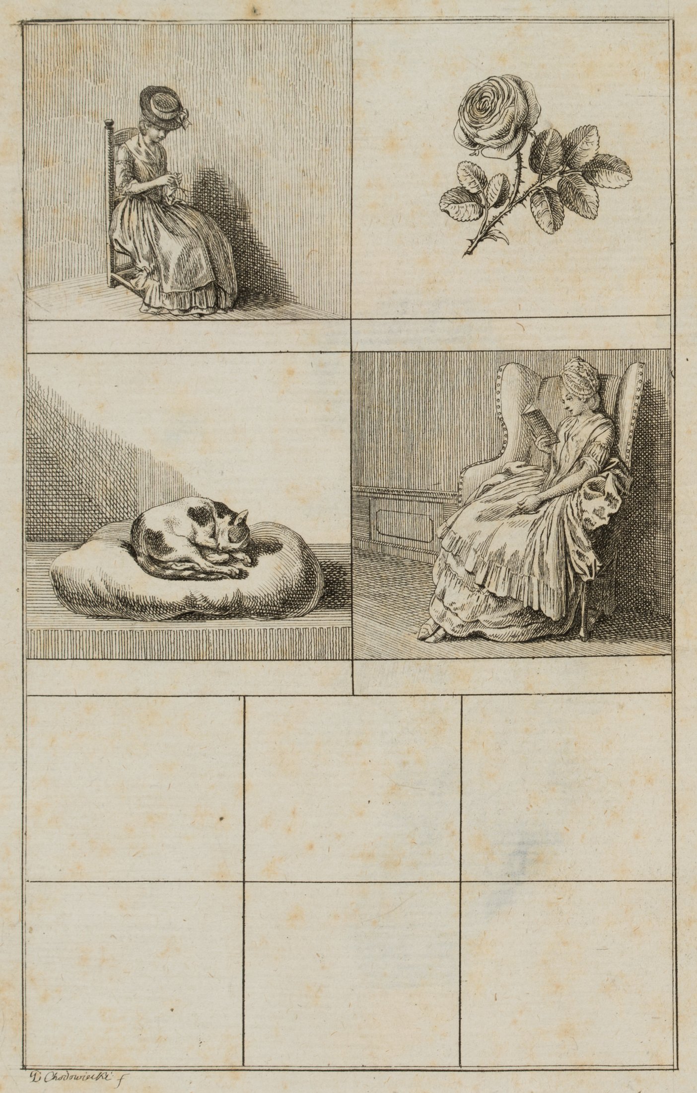 Illustration lateinischer Genera