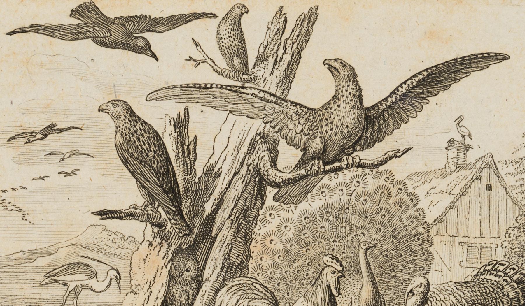 Gruppe von Vogelarten