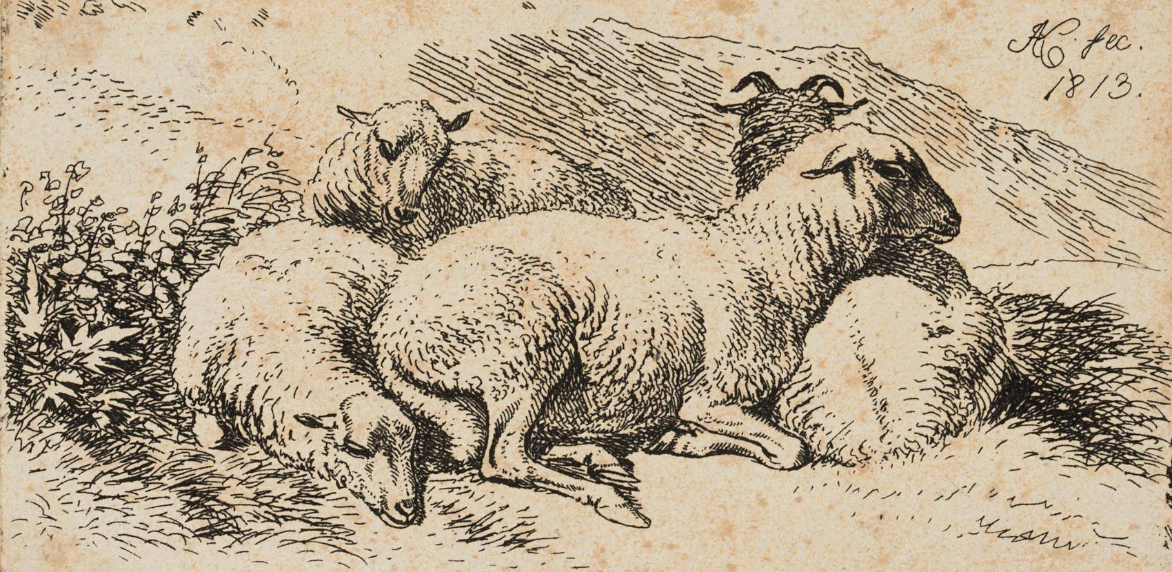 Drei Schafe bei einem Hammel liegend