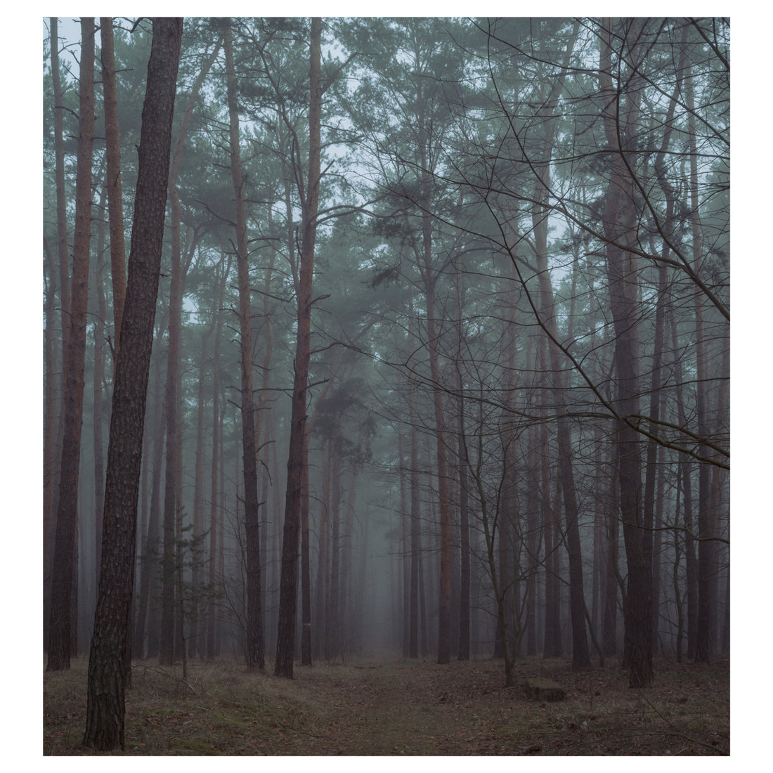 Waldinneres VI