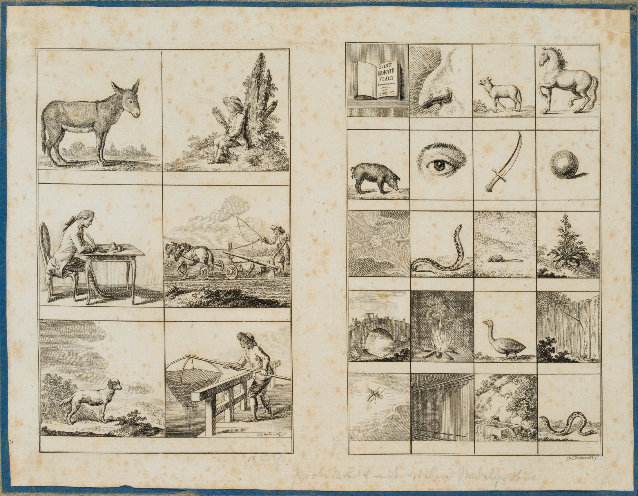 Illustration lateinischer Genera
