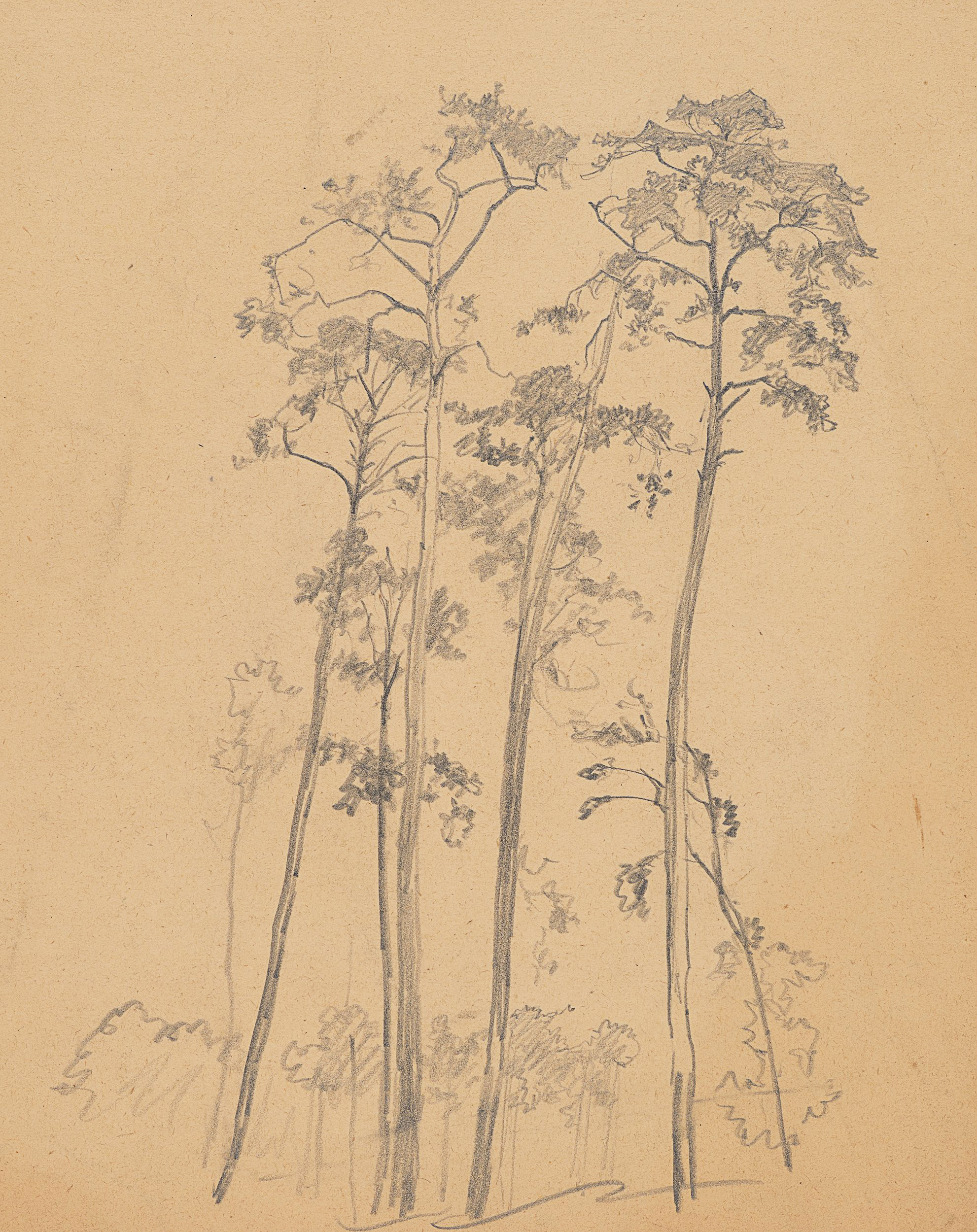 Baumgruppe, Studie