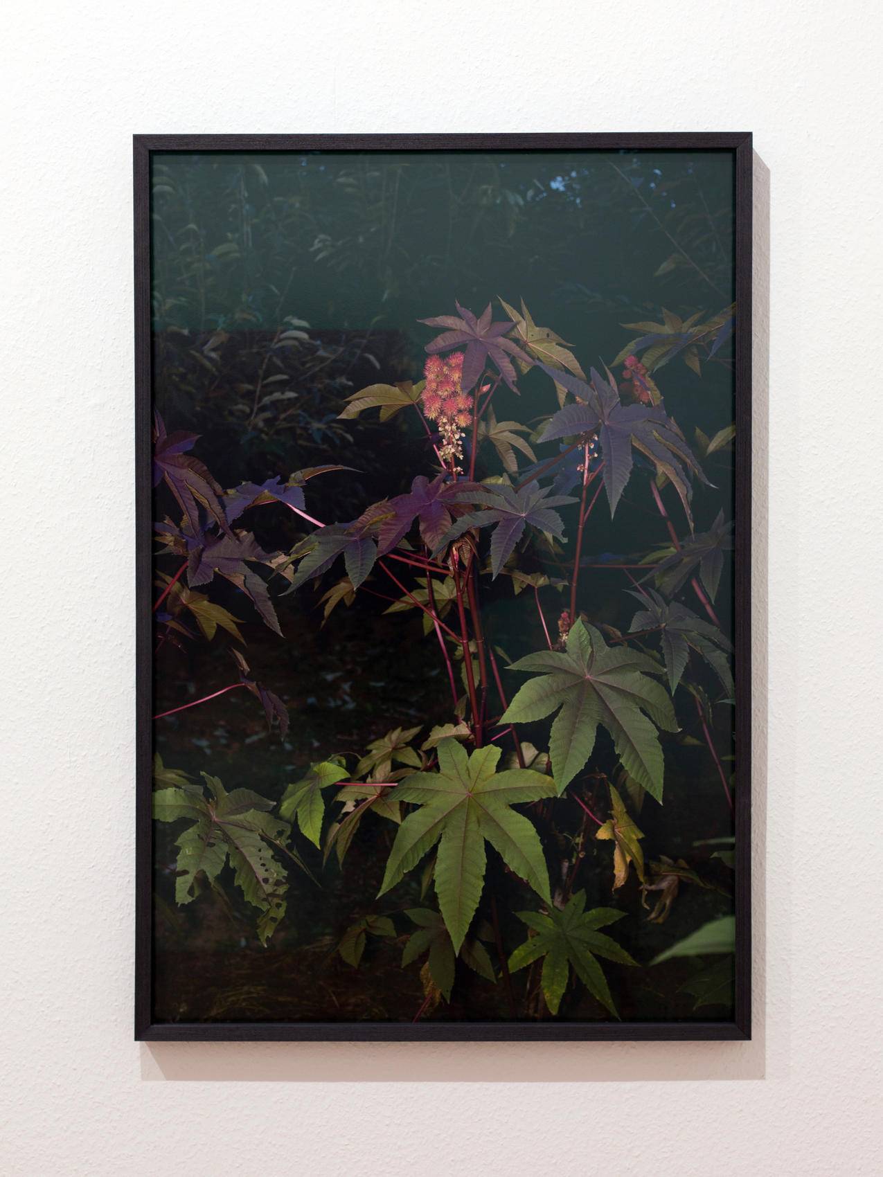 Castorplant II