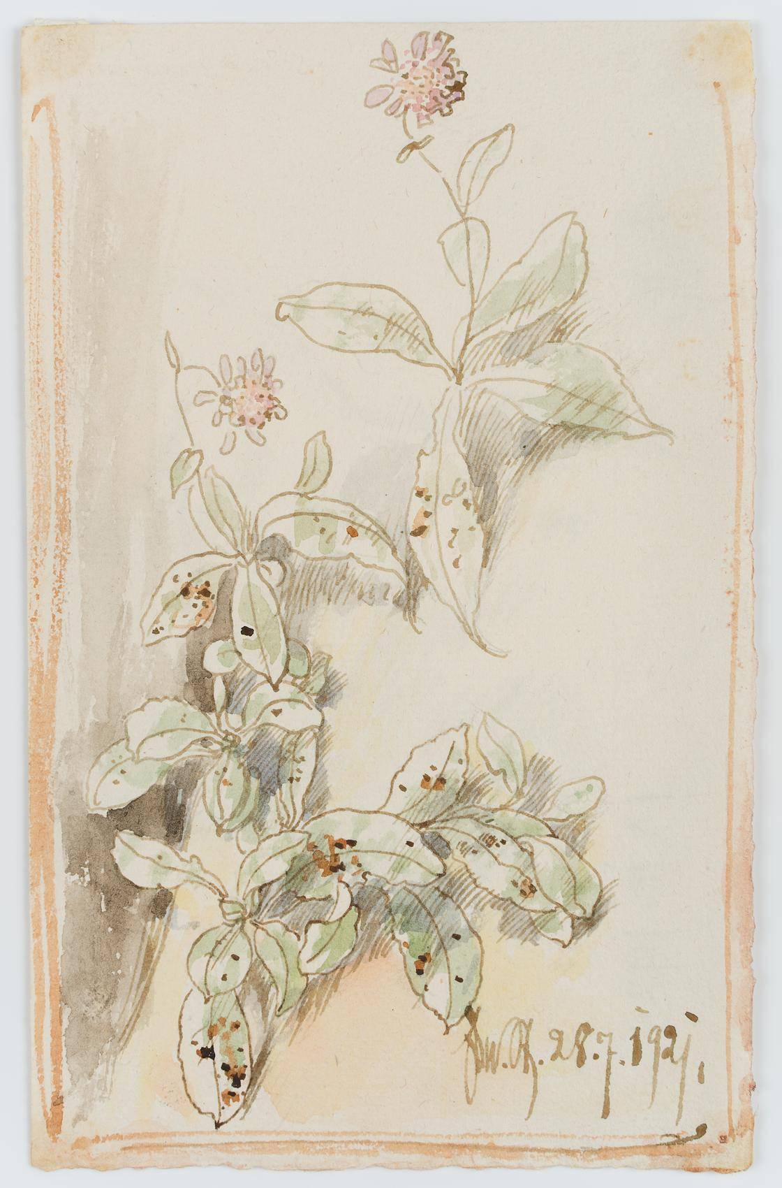 Violette Blütenpflanzen