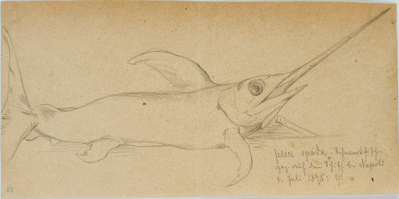 Ein Schwertfisch