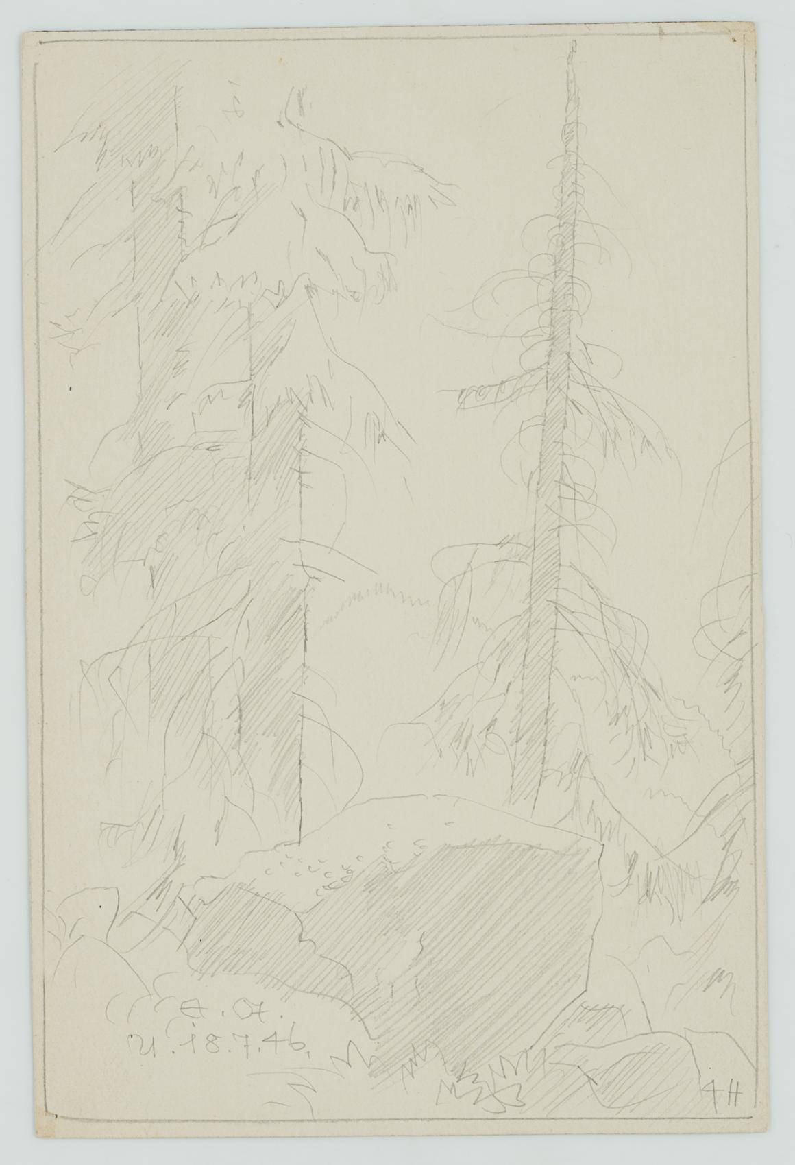 Tannen im Wald