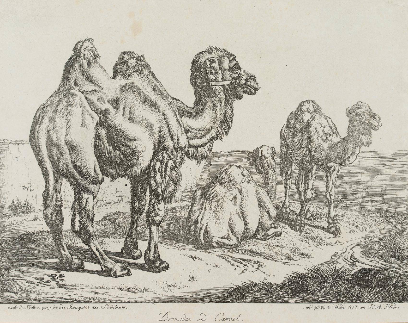 Dromedar und Kamel