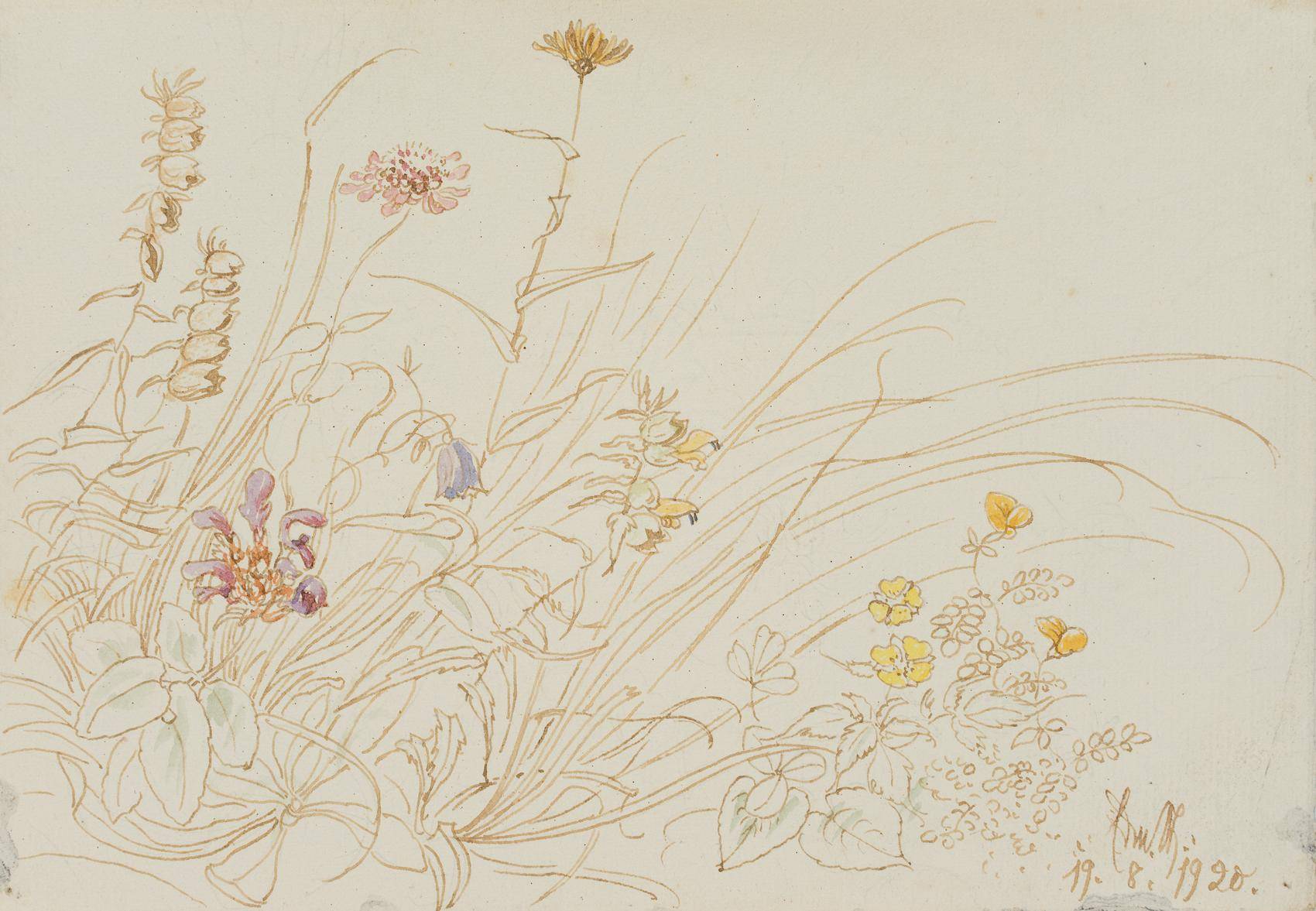 Wiesenblumen