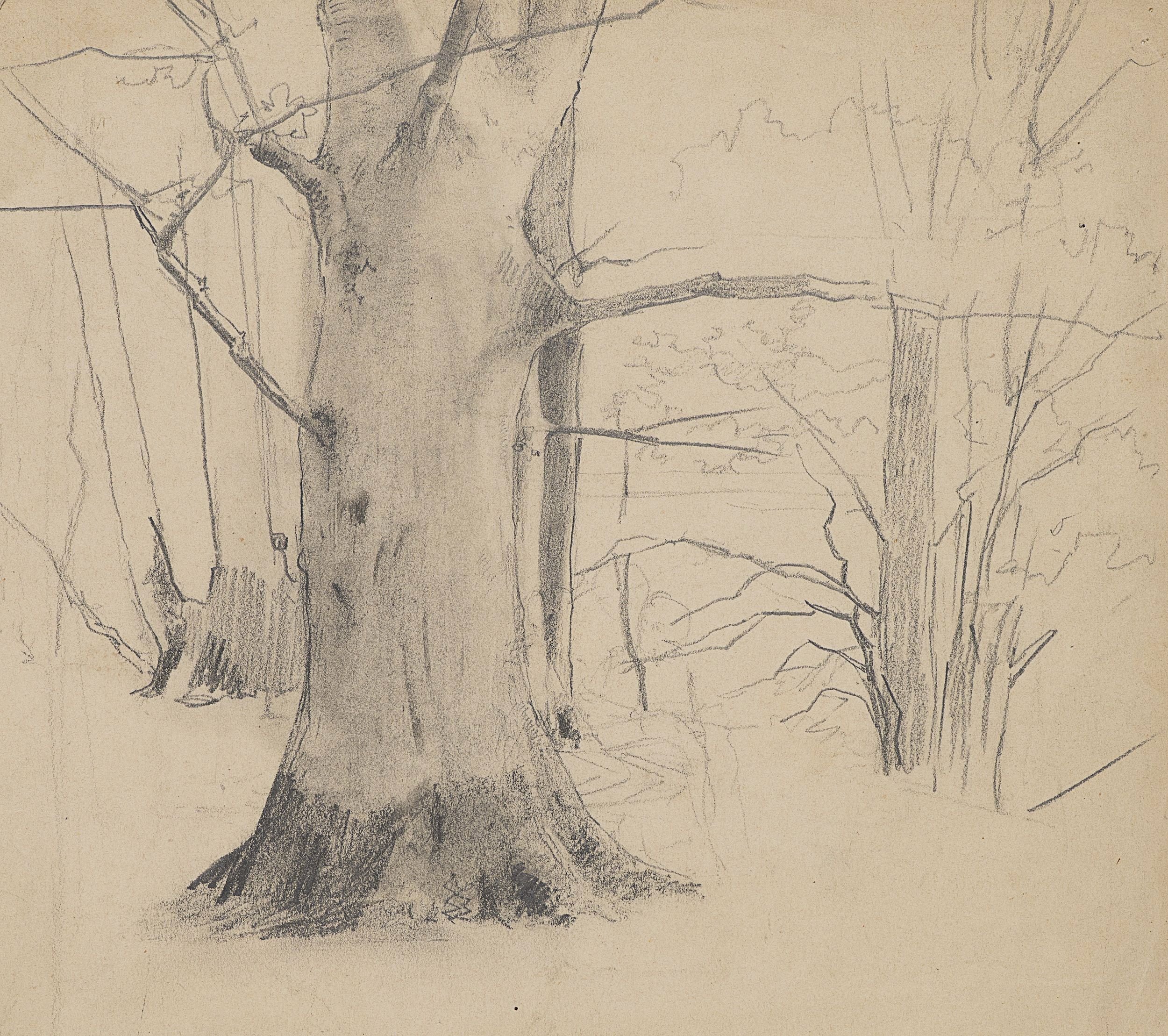 Studie eines breiten Baums