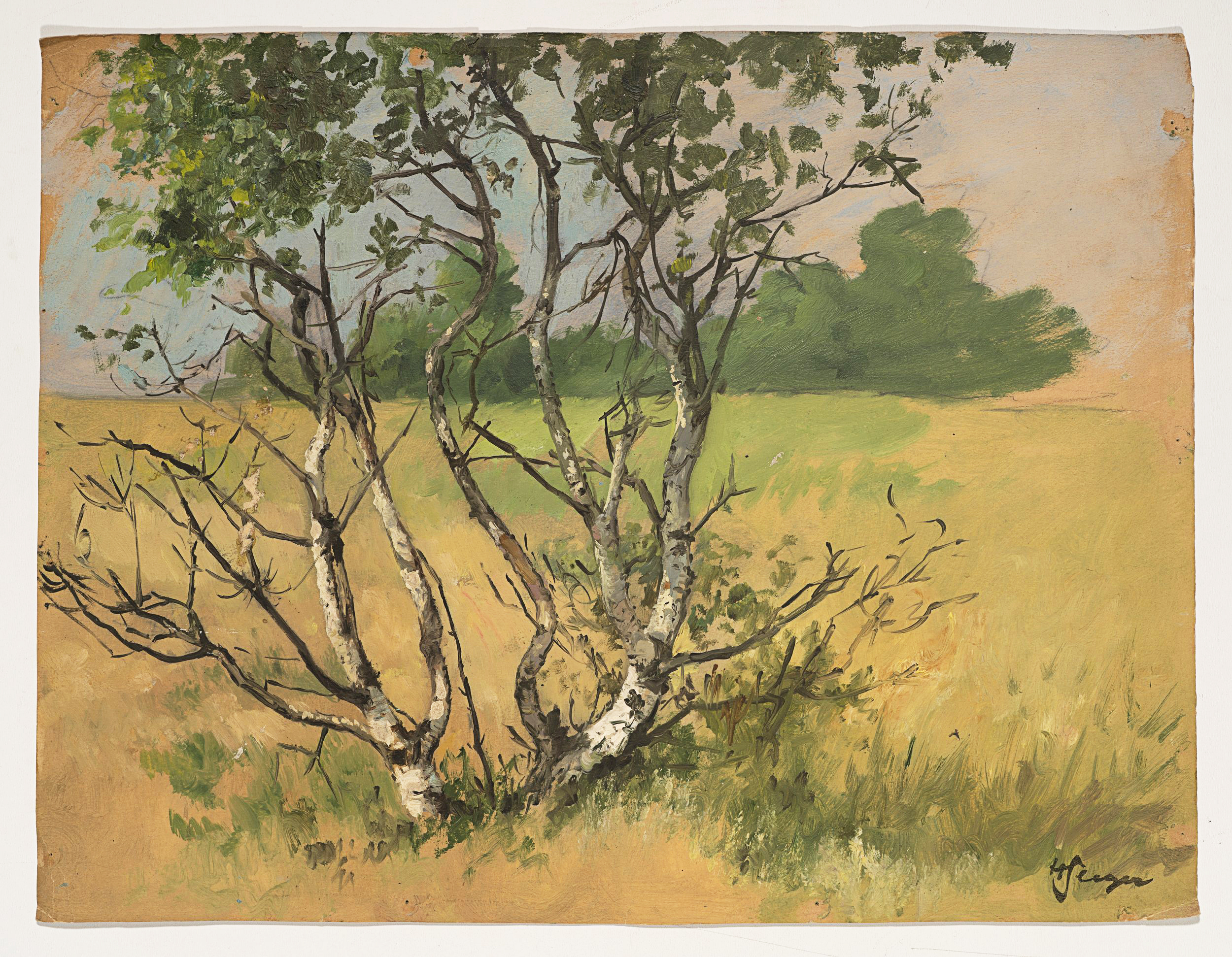 Baumgruppe in sommerlicher Landschaft