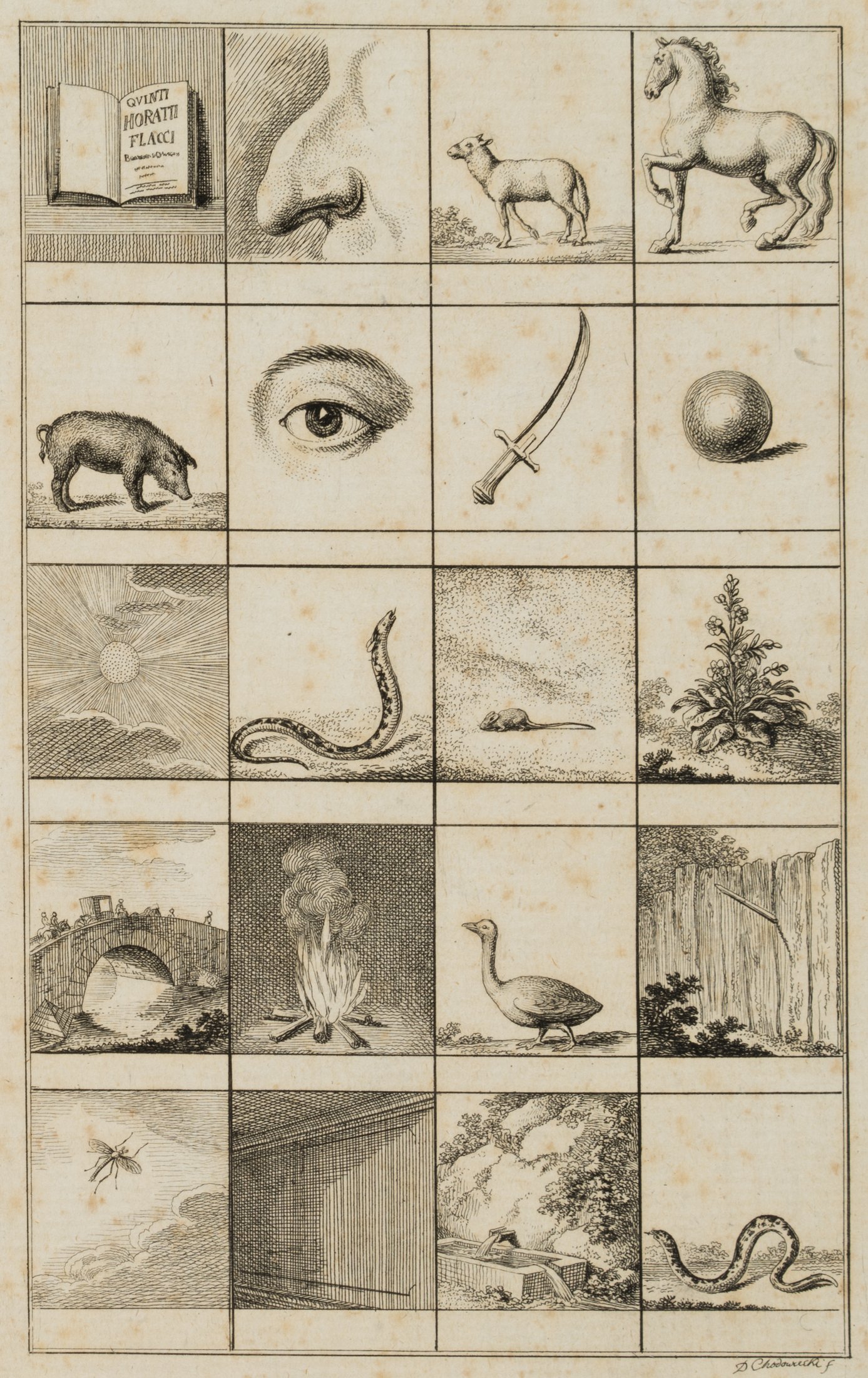 Illustration lateinischer Genera
