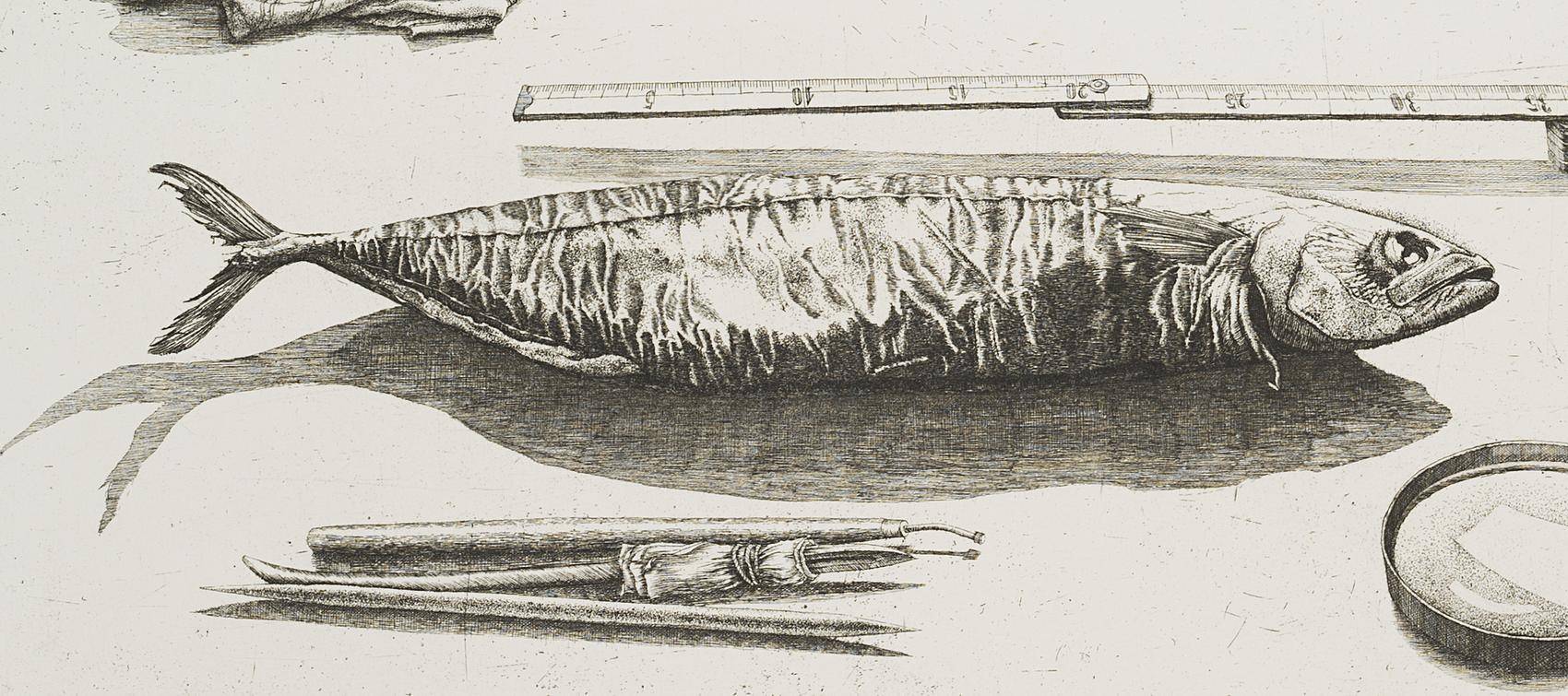 Radierfisch, 5. Zustand