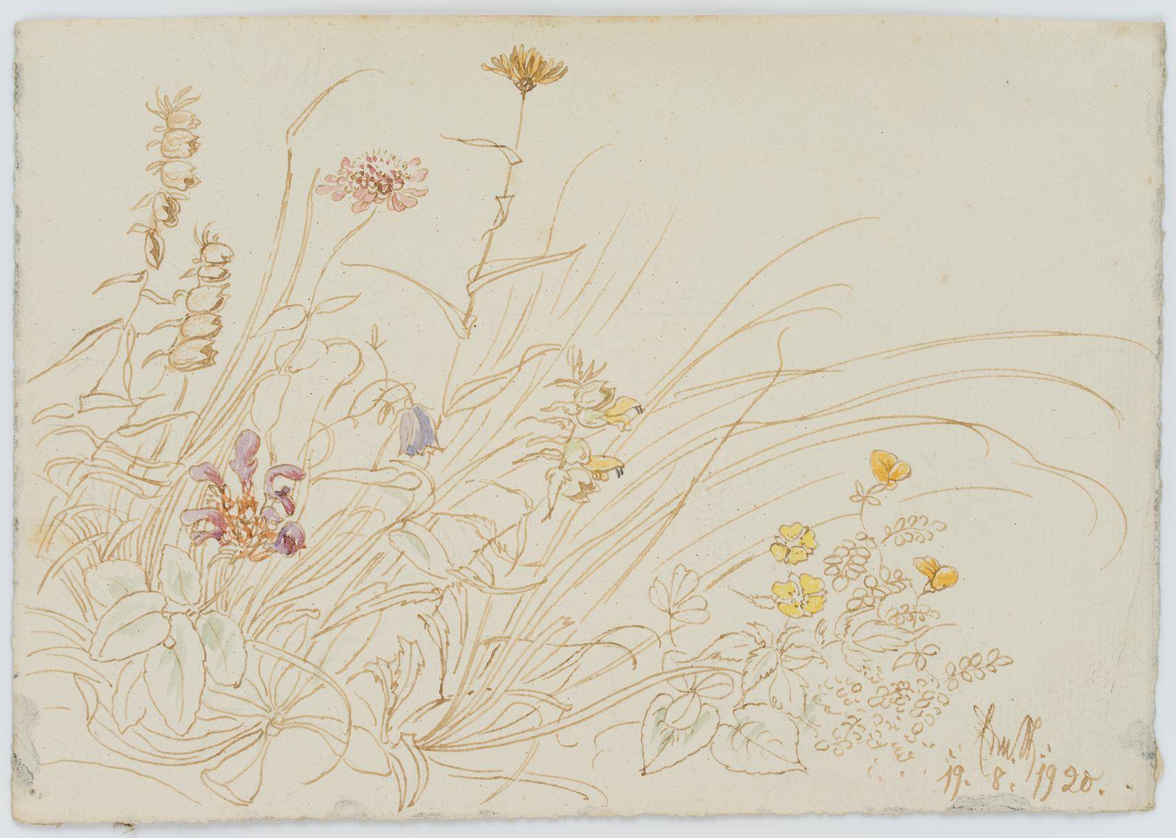 Wiesenblumen
