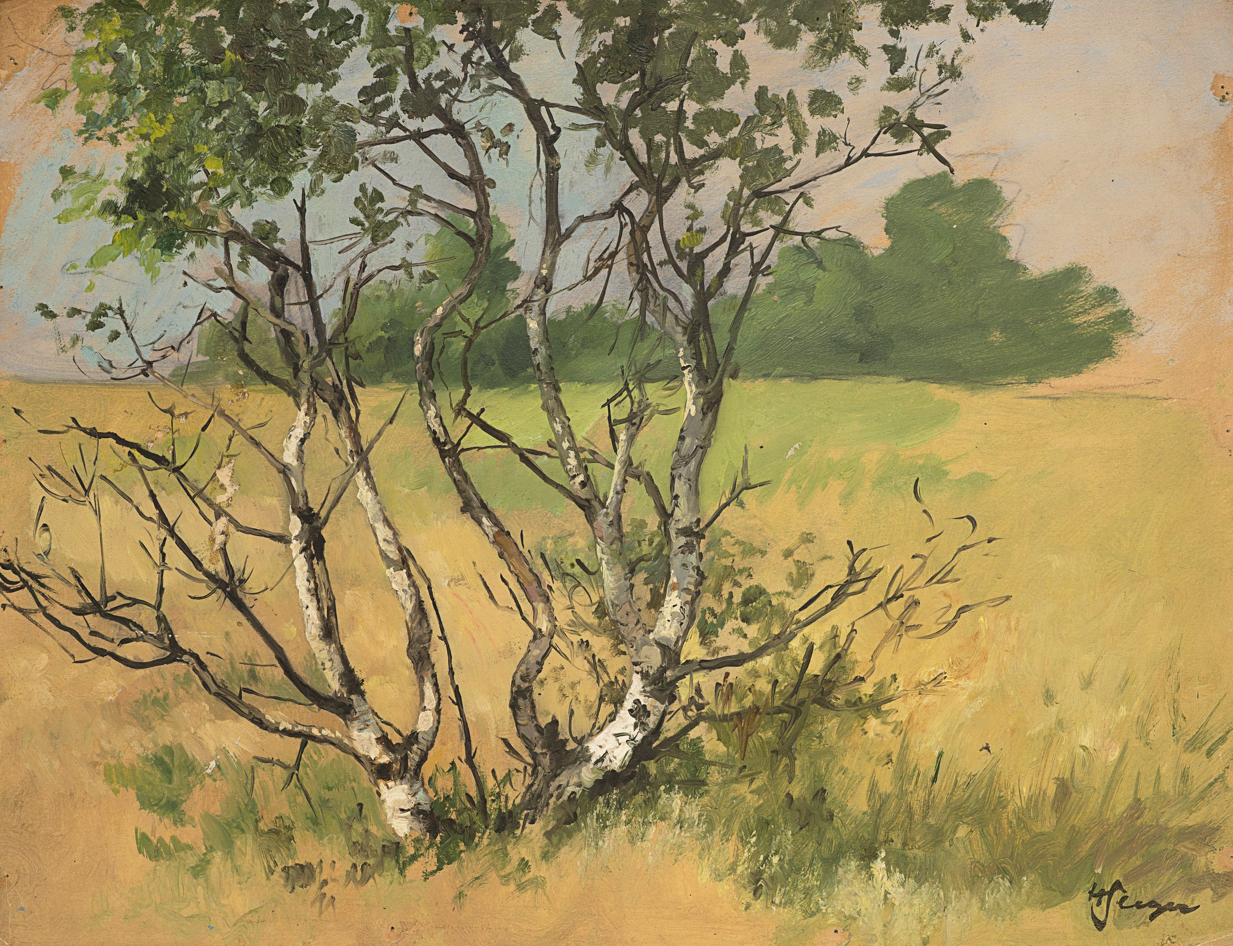 Baumgruppe in sommerlicher Landschaft