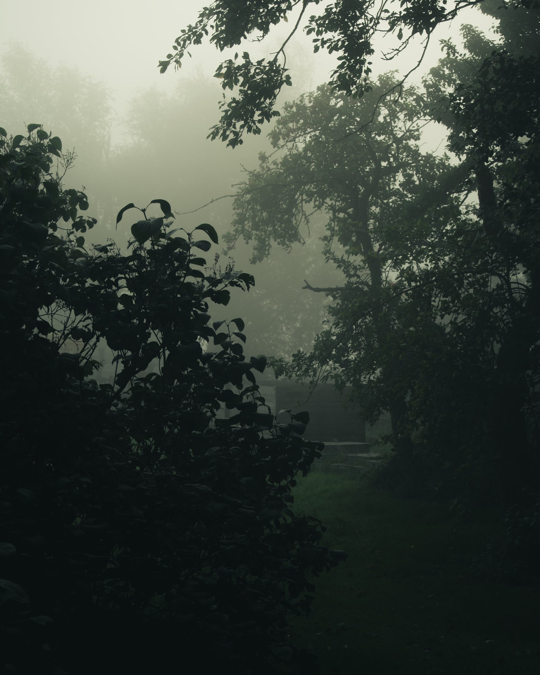 Morgennebel