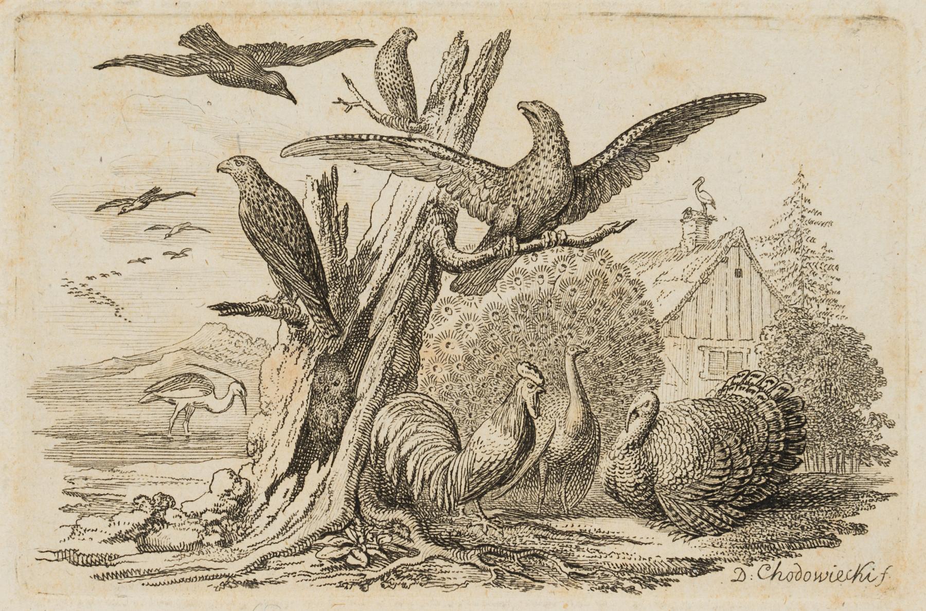 Gruppe von Vogelarten