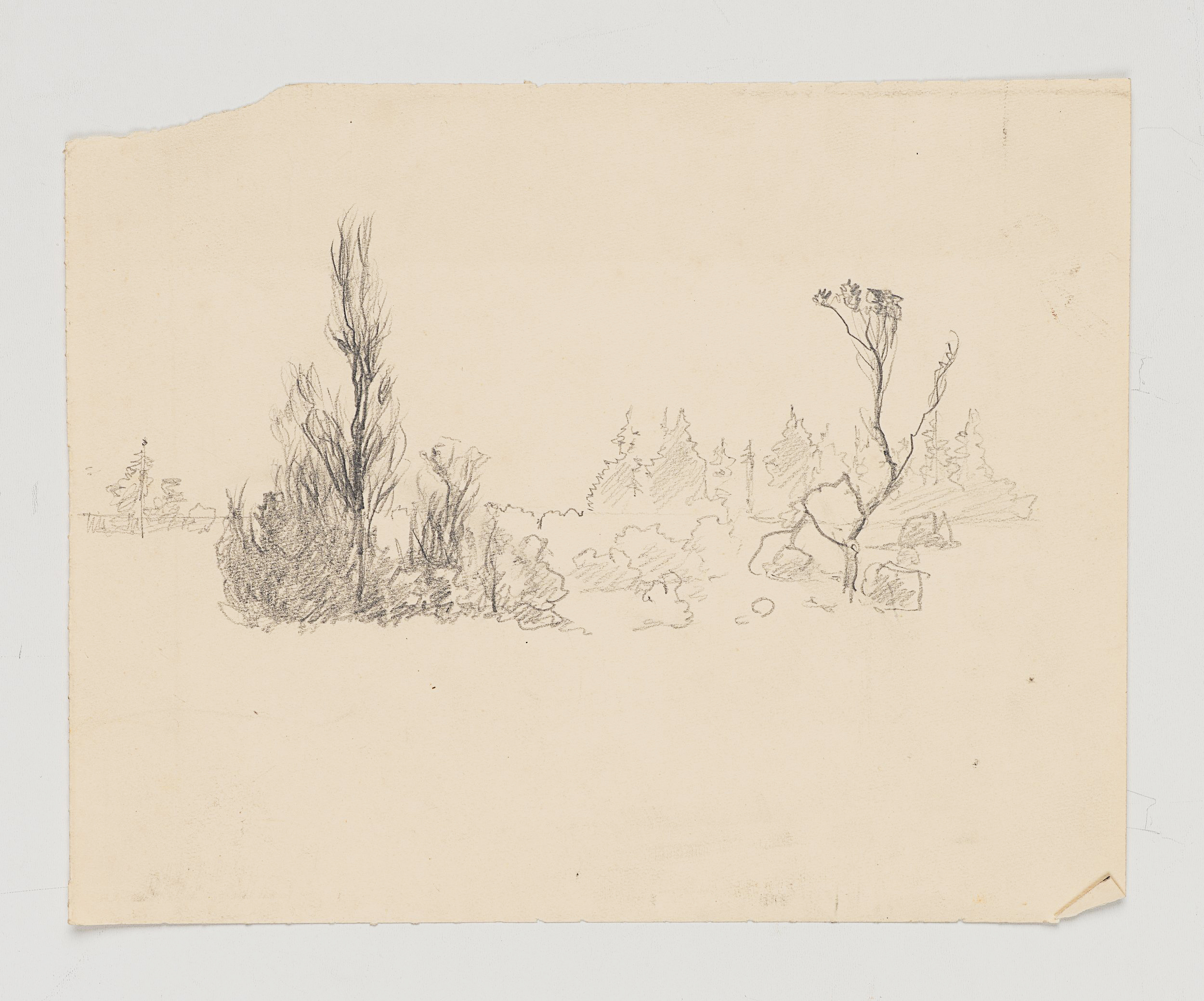 Landschaftsstudie mit Baumgruppen