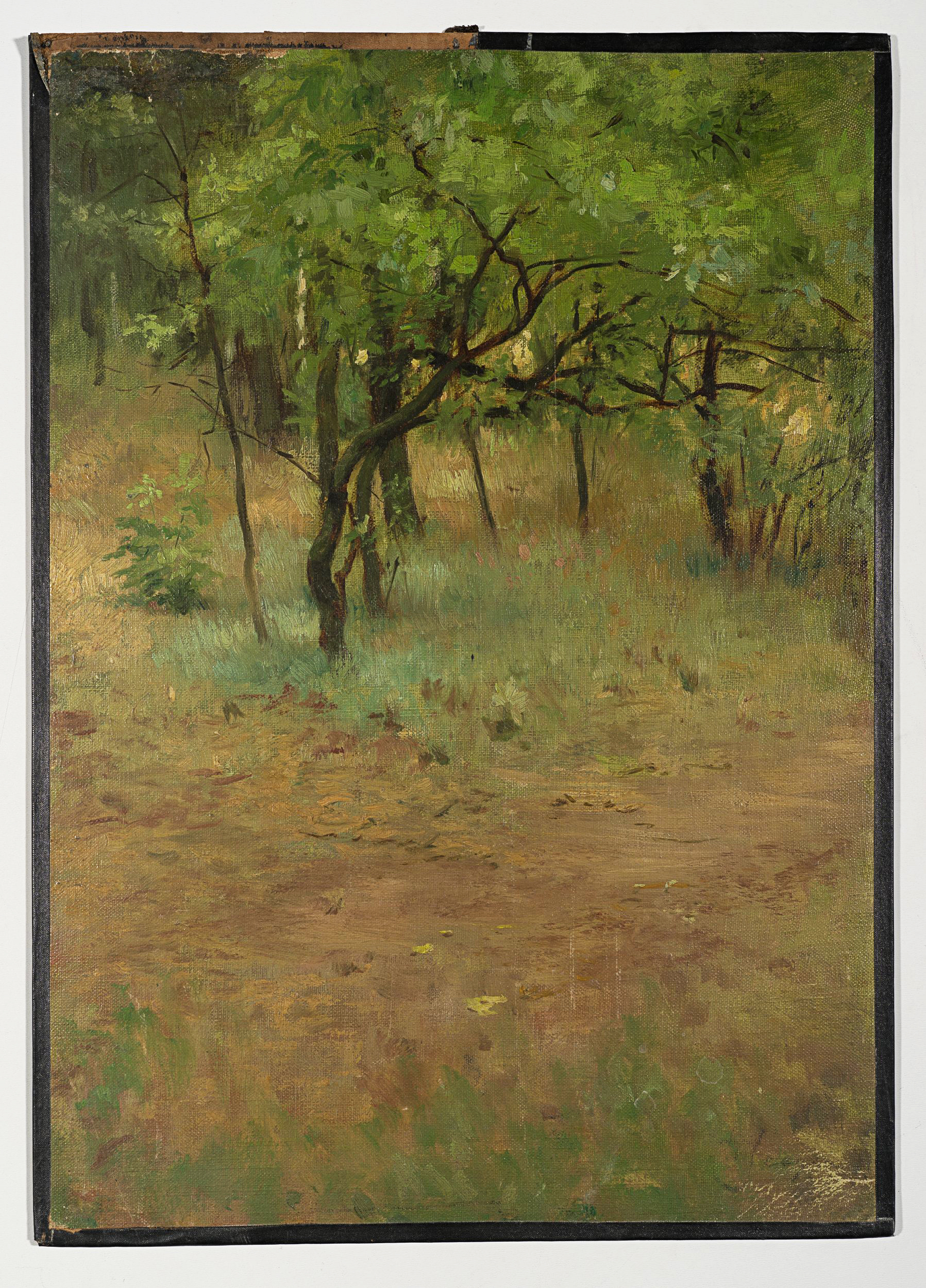 Waldlichtung im Sommer
