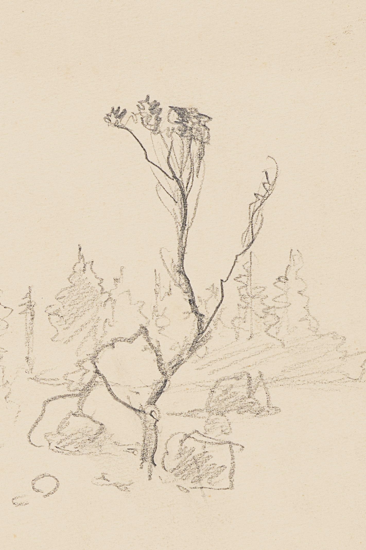 Landschaftsstudie mit Baumgruppen