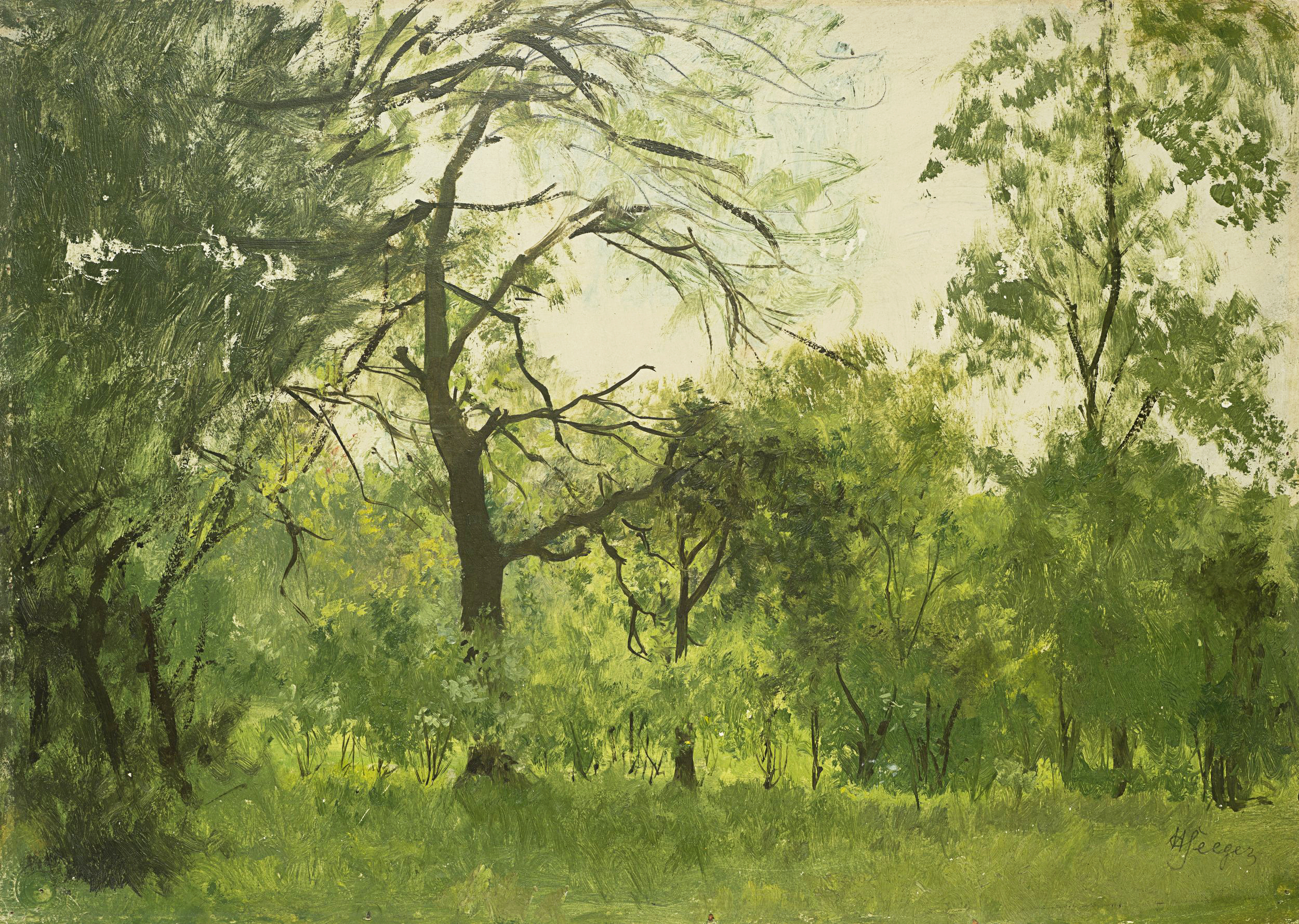 Waldlichtung im Sommer