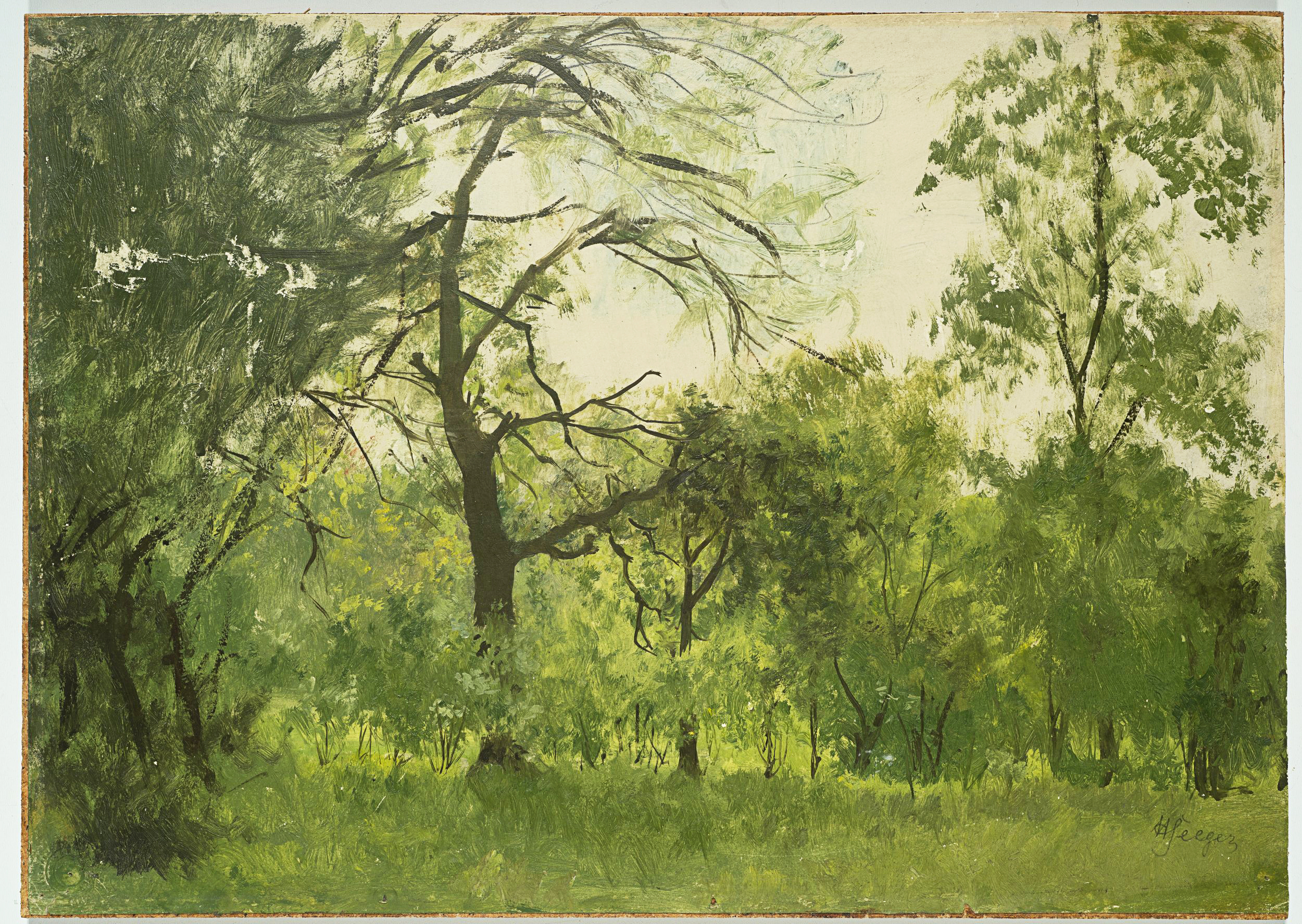 Waldlichtung im Sommer