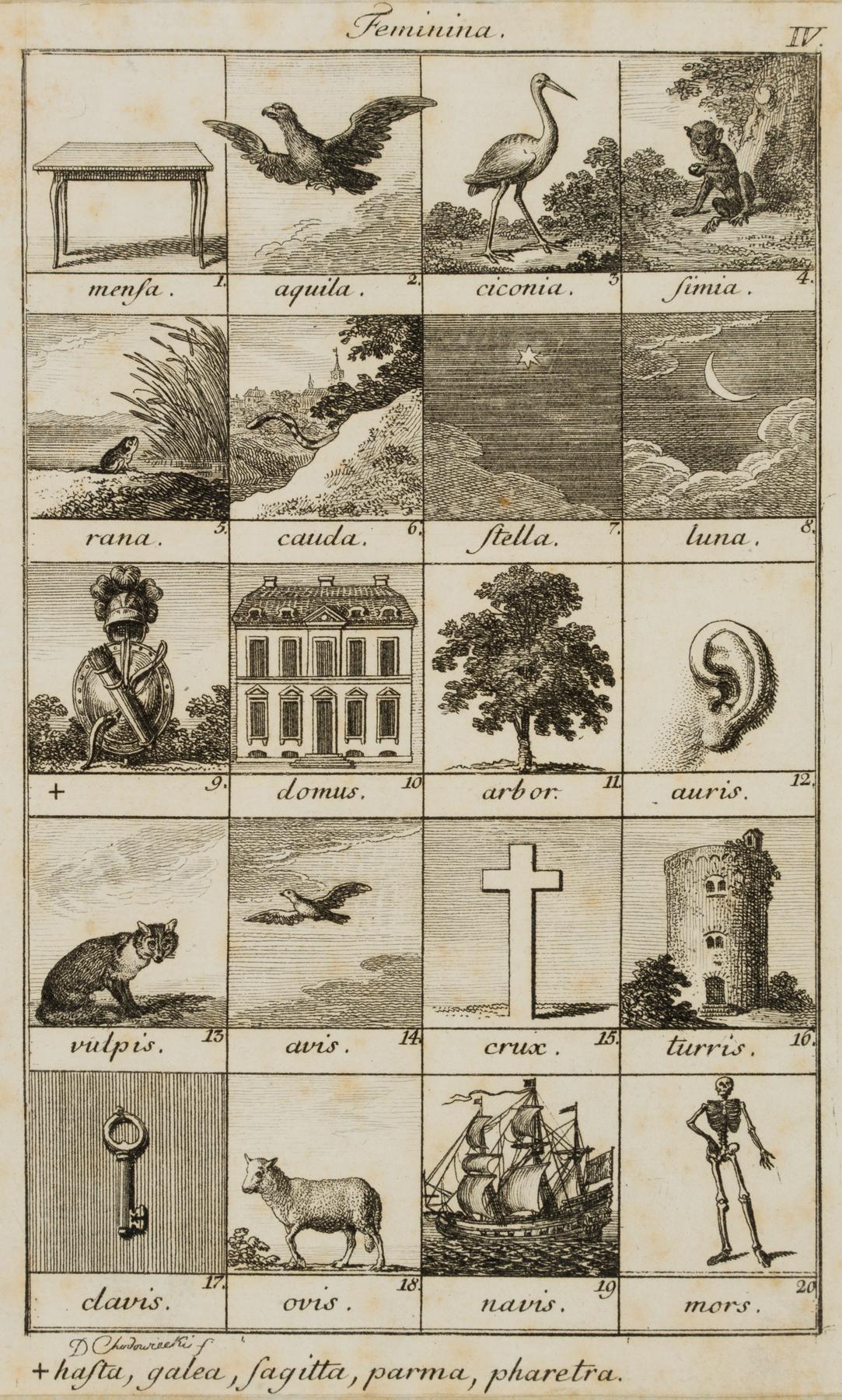 Illustration lateinischer Genera