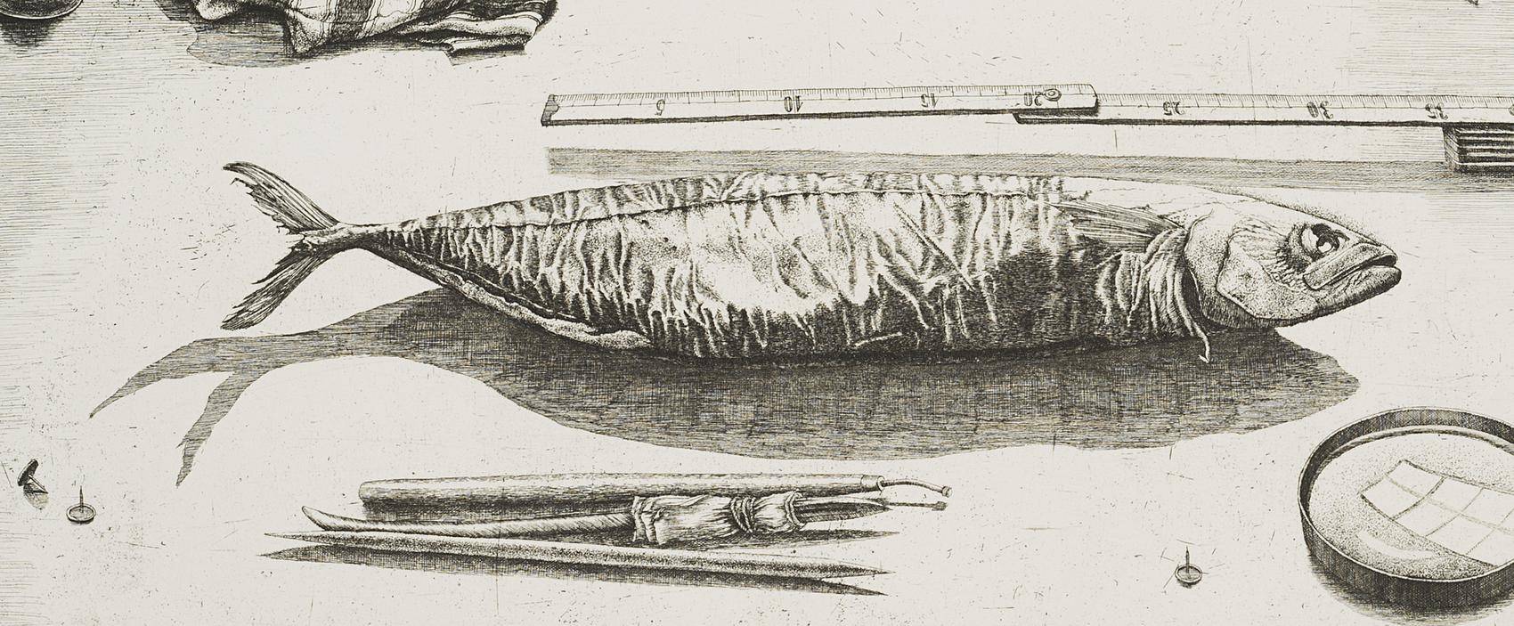 Radierfisch, 6. Zustand
