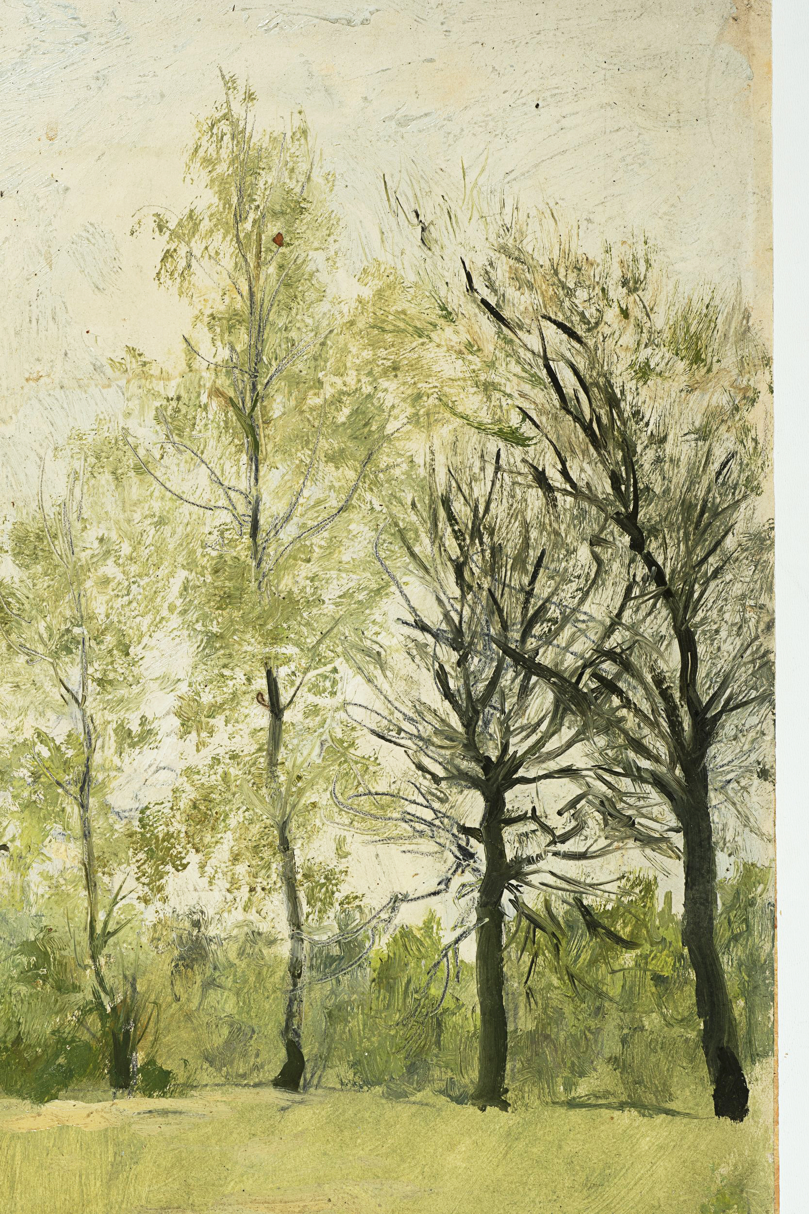 Baumlandschaft im Frühling