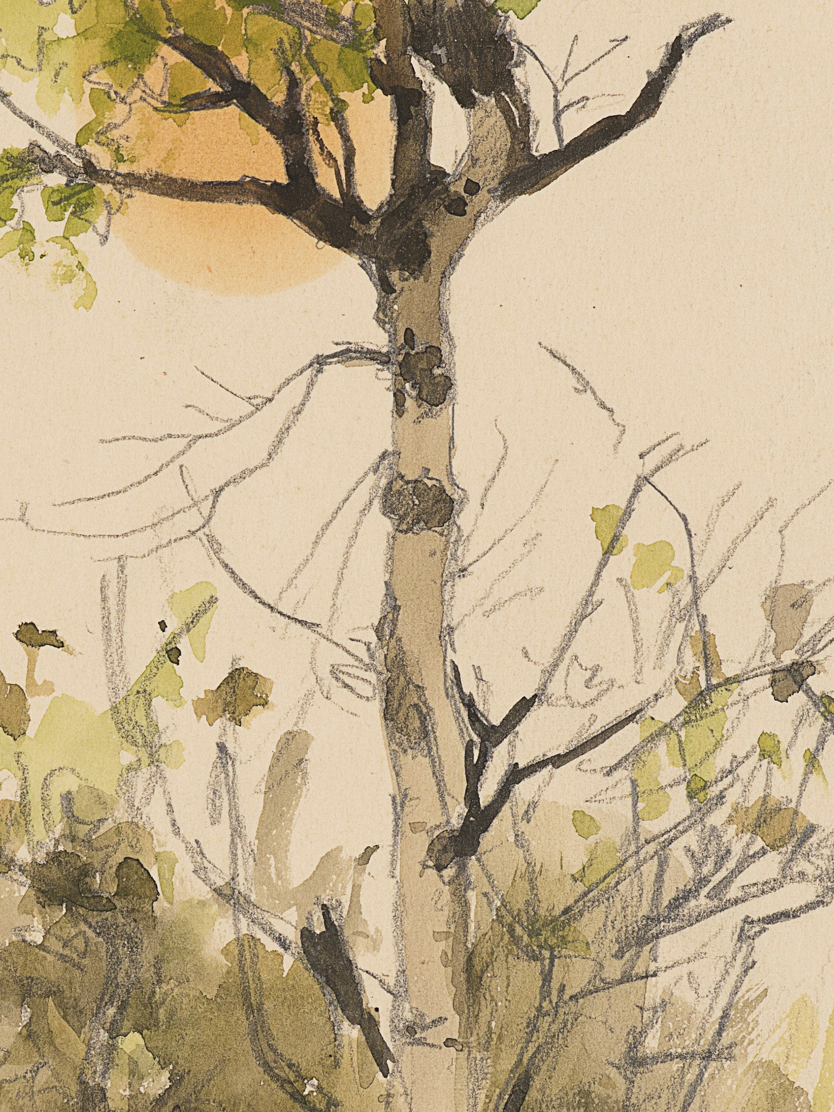 Baumstudien — Laubbaum im Frühling