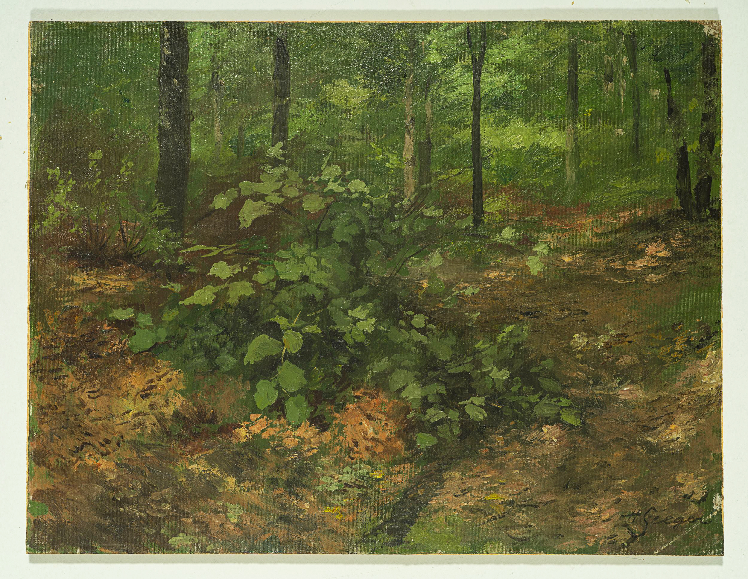 Waldbodenstrauch im Sommerwald