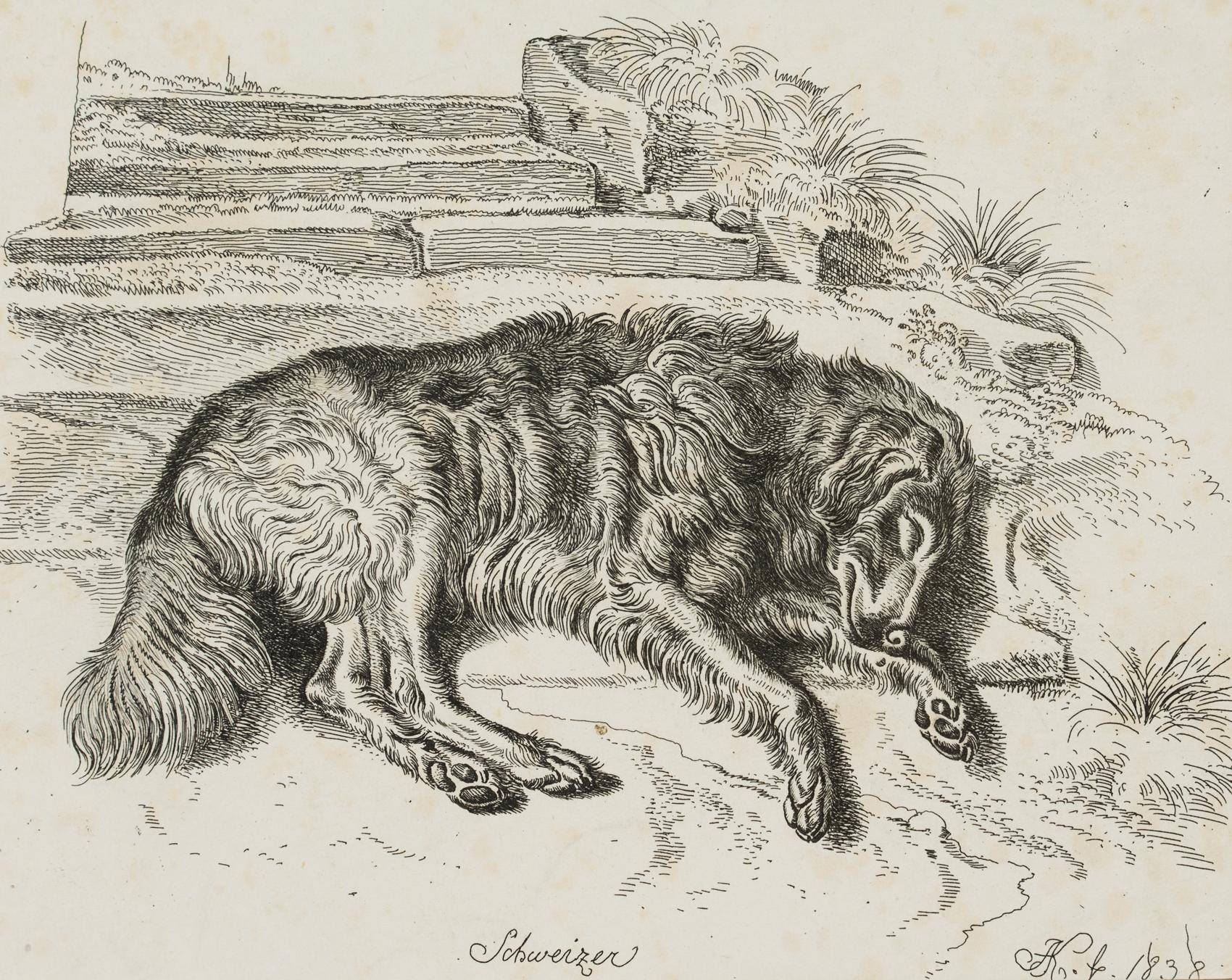 "Schweizer", Liegender Hütehund