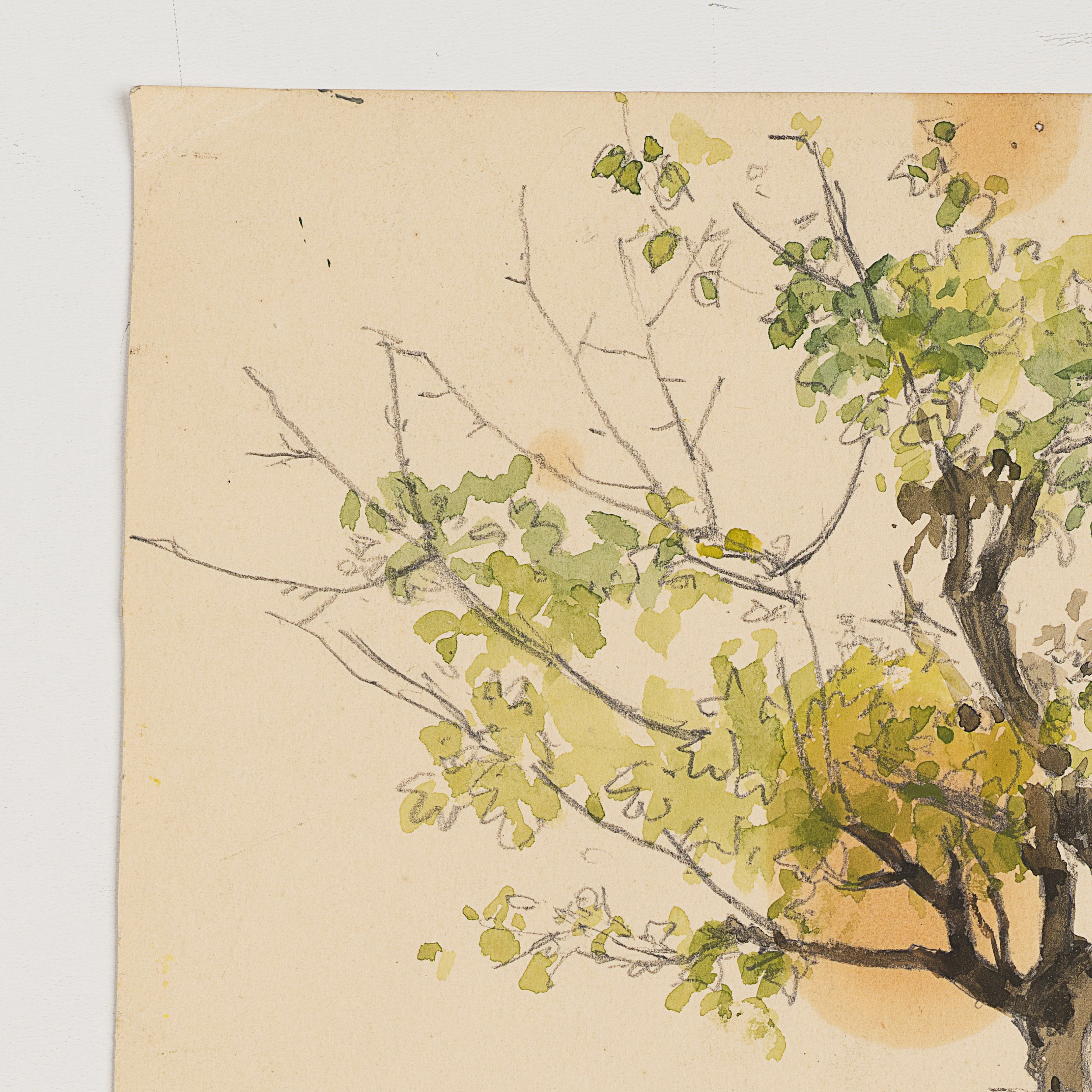 Baumstudien — Laubbaum im Frühling