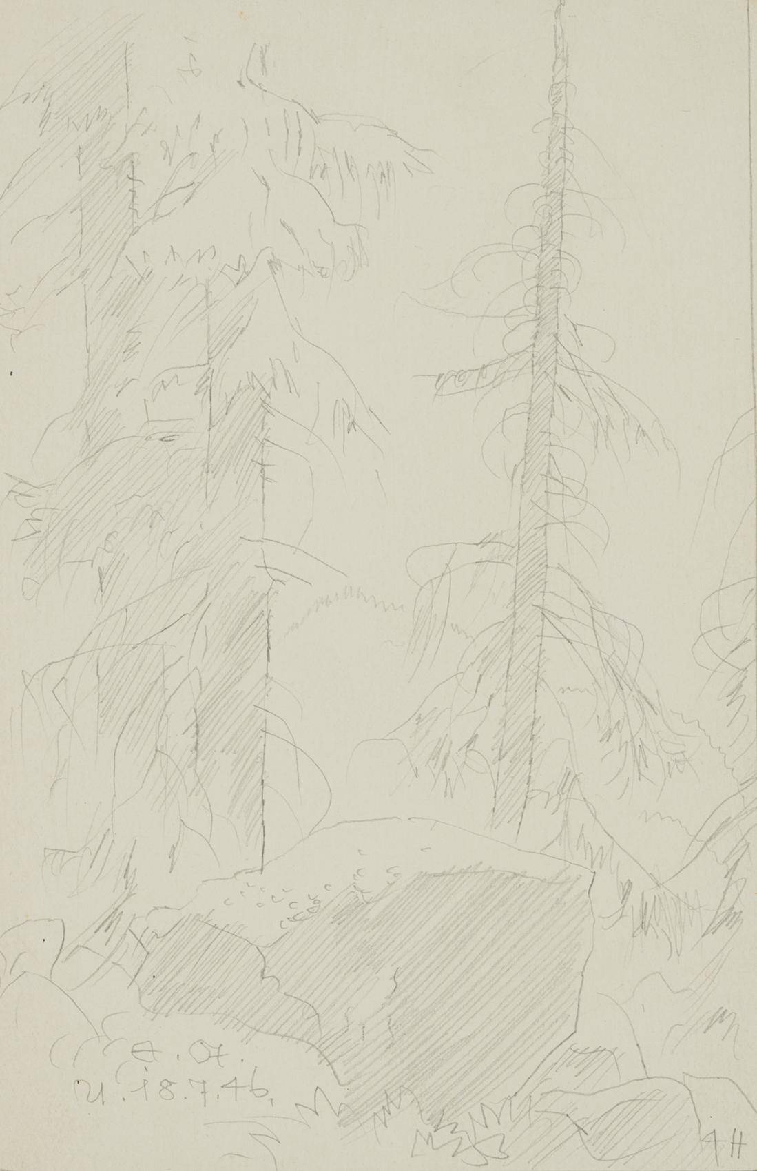 Tannen im Wald