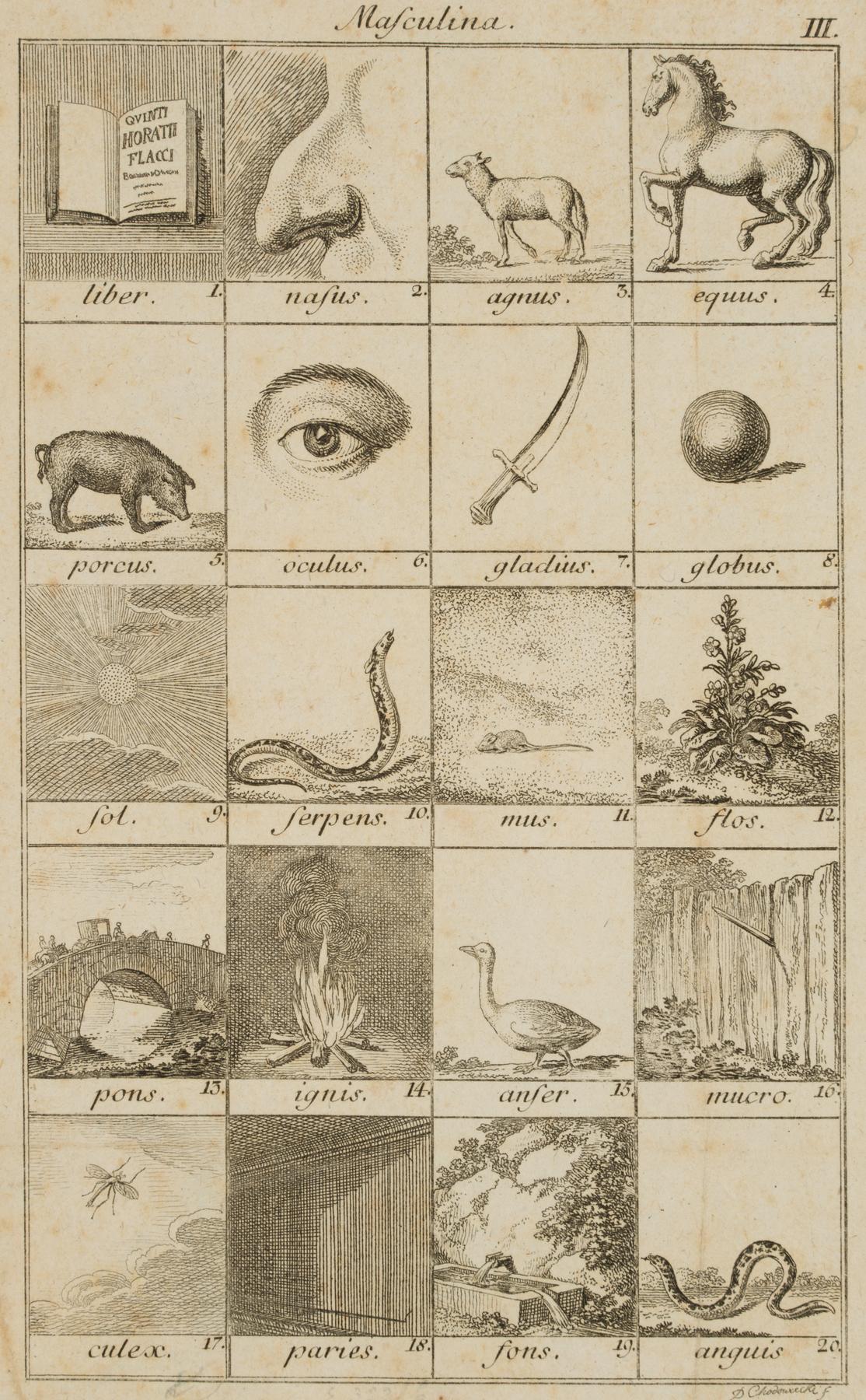 Illustration lateinischer Genera