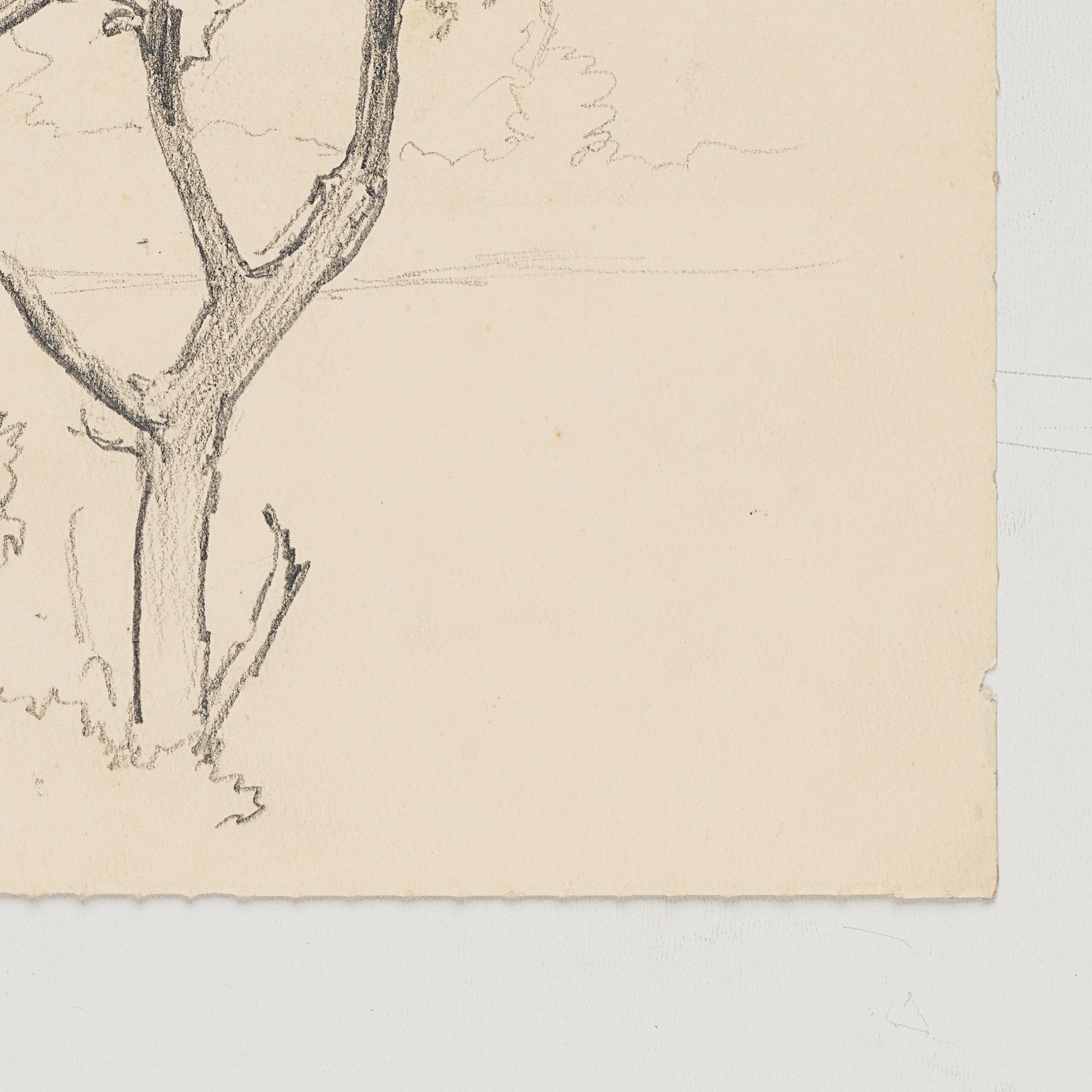 Studie eines Baums mit abgeknickter Krone