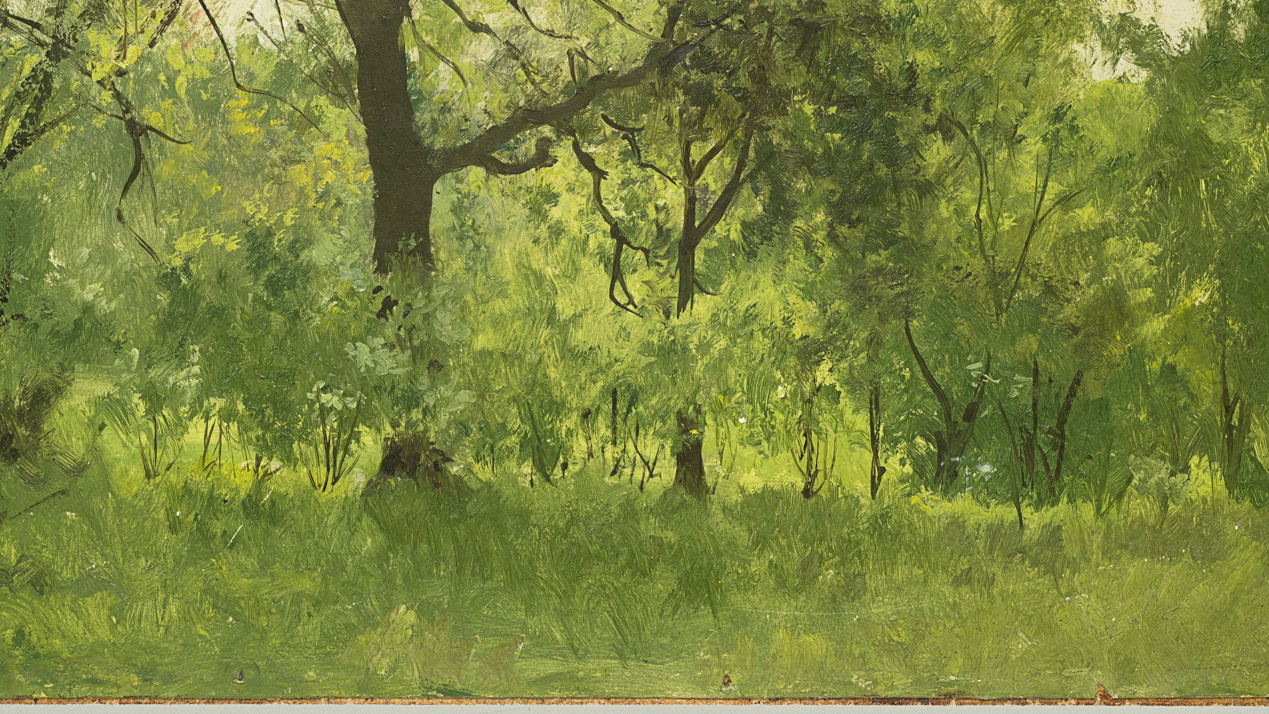 Waldlichtung im Sommer